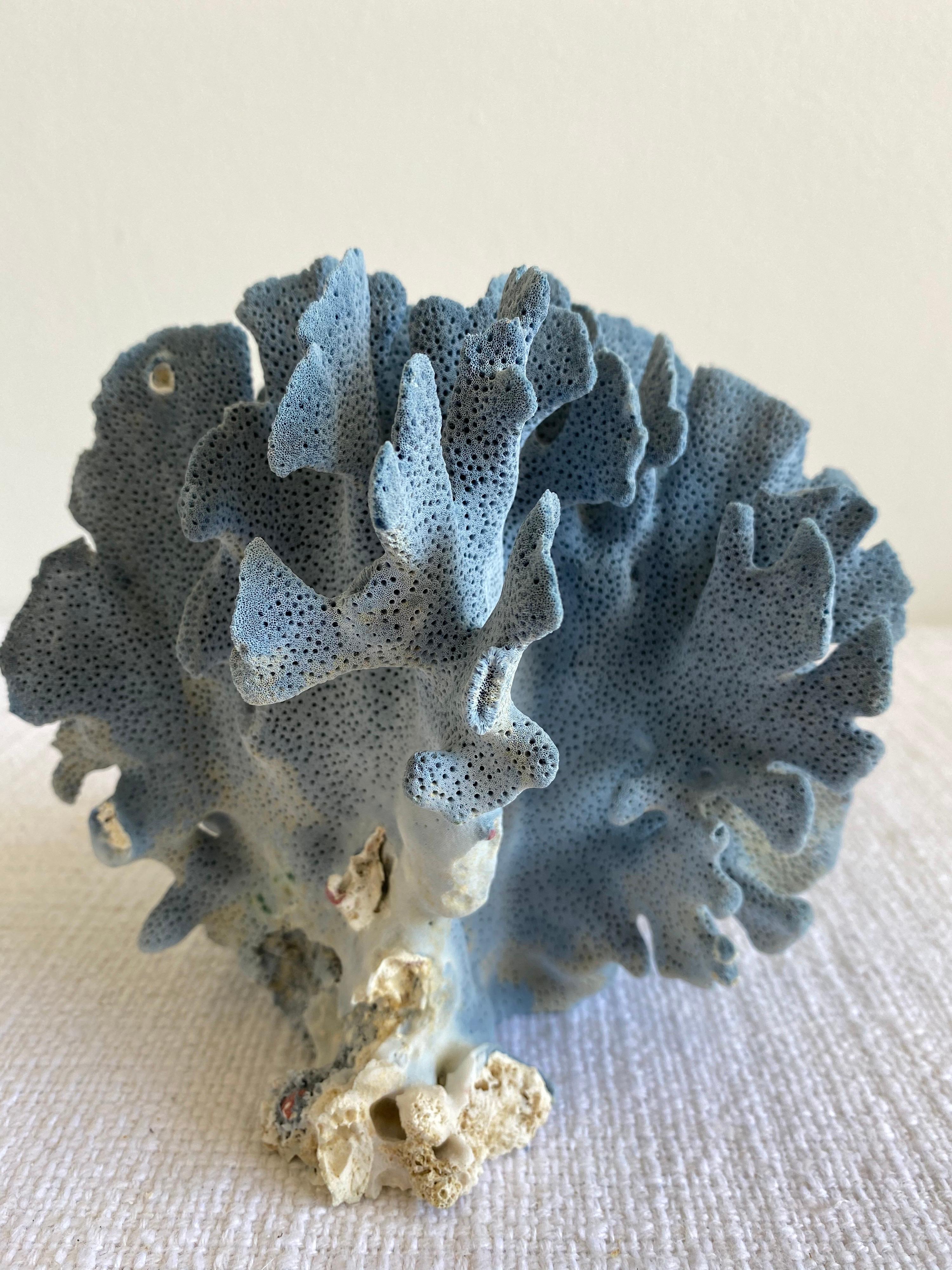 Natural Blue Coral In Good Condition In Brea, CA