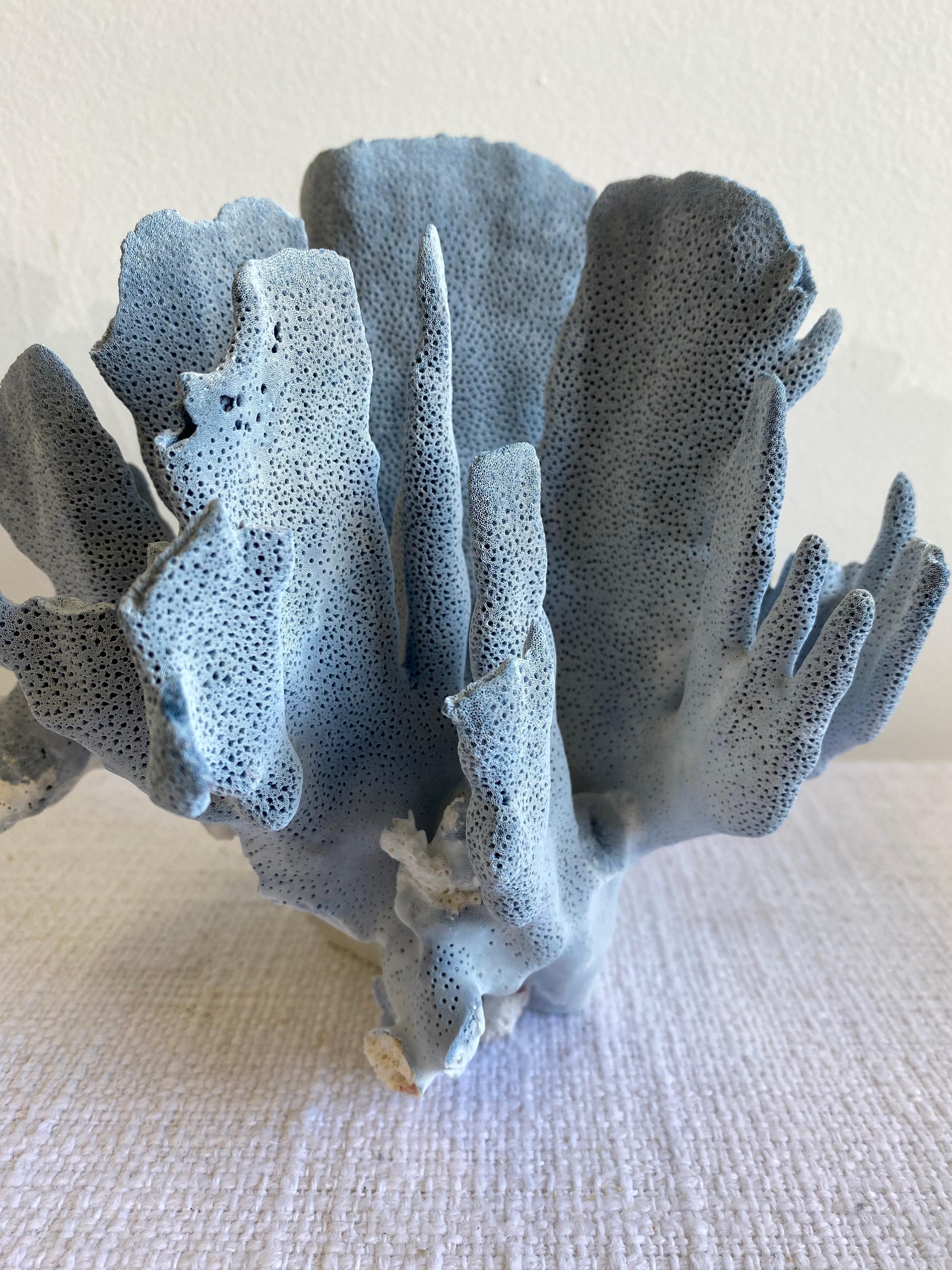 20th Century Natural Blue Coral