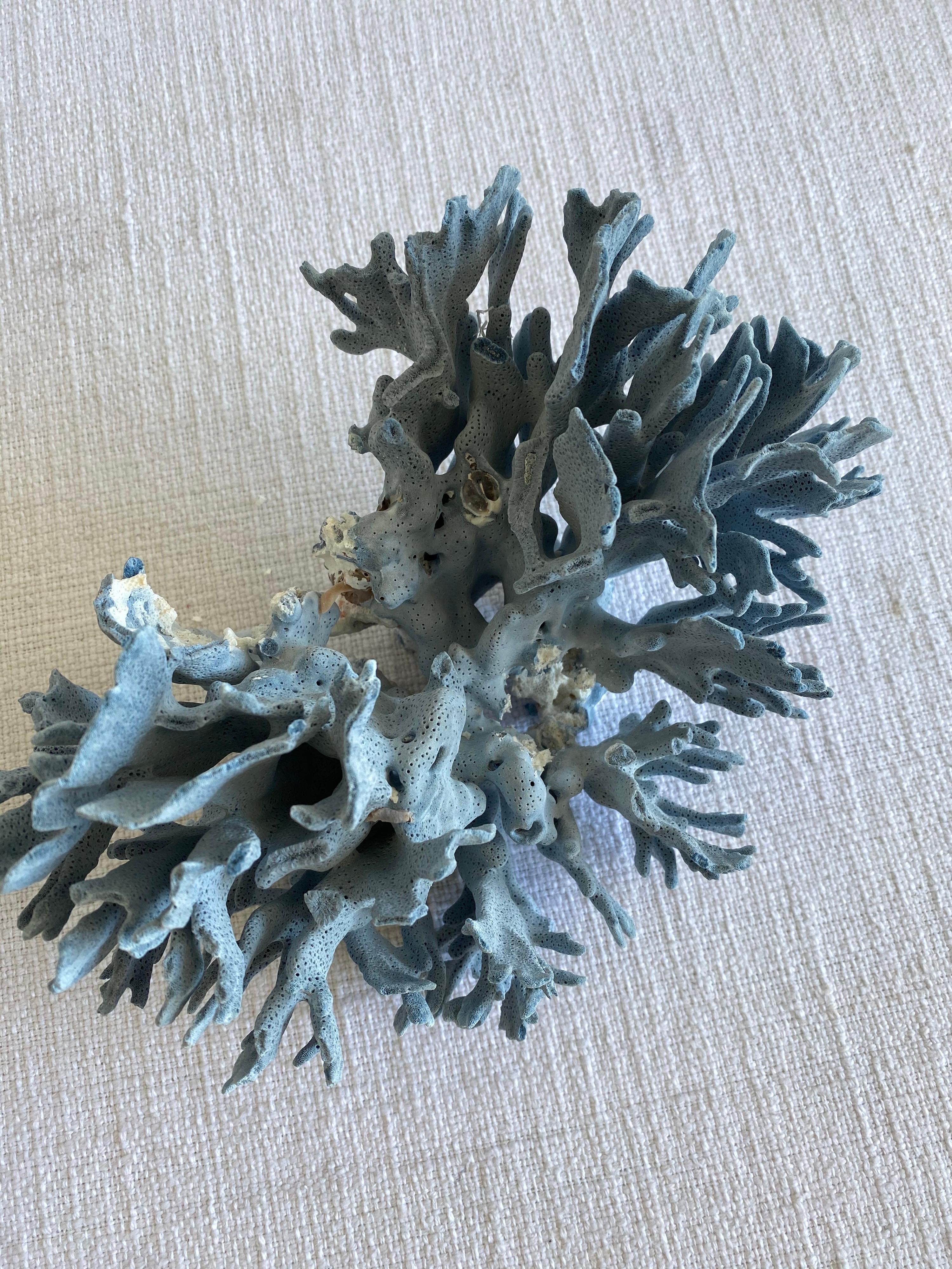 Natural Blue Coral 1