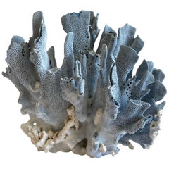 Natural Blue Coral