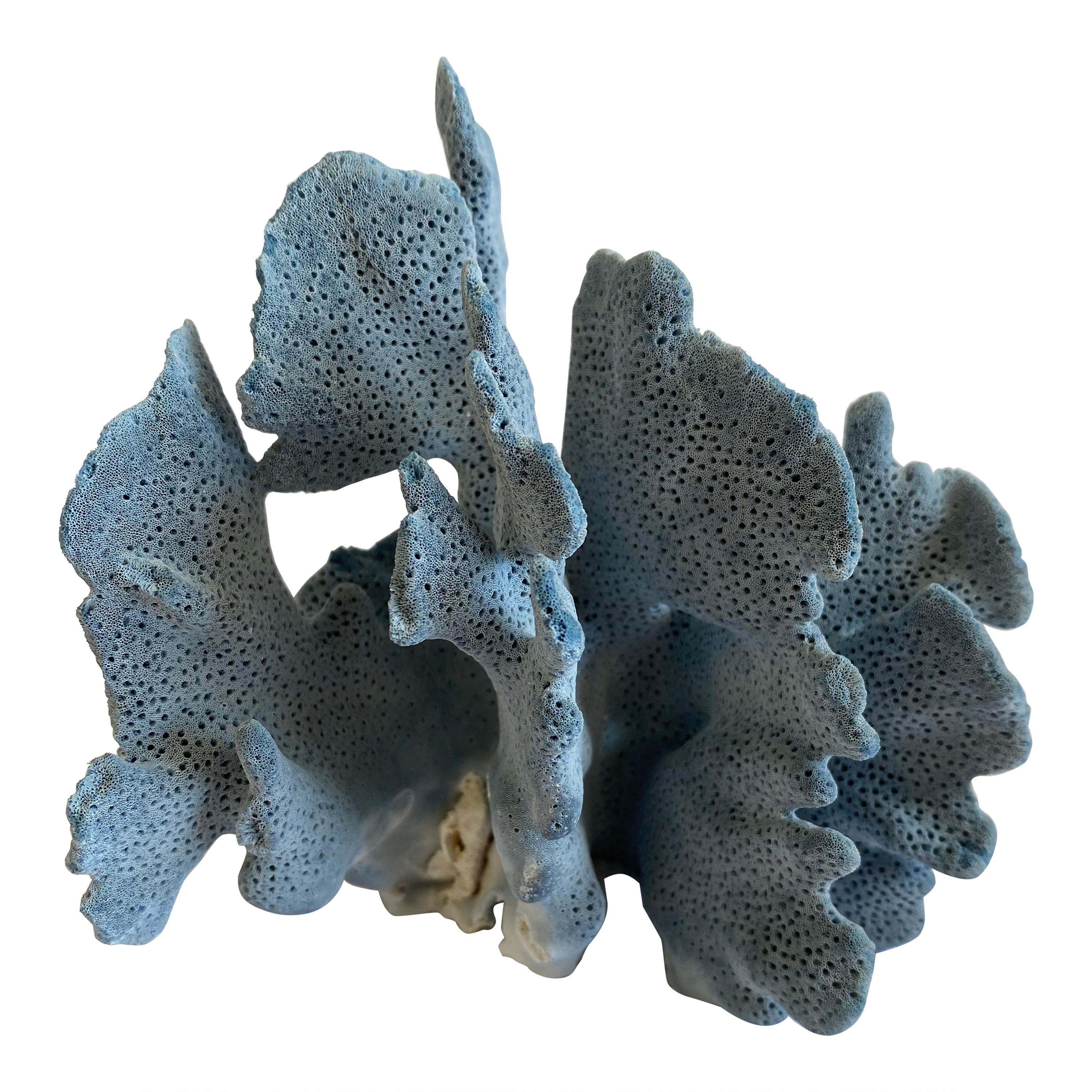 Large Blue Coral For Sale at 1stDibs