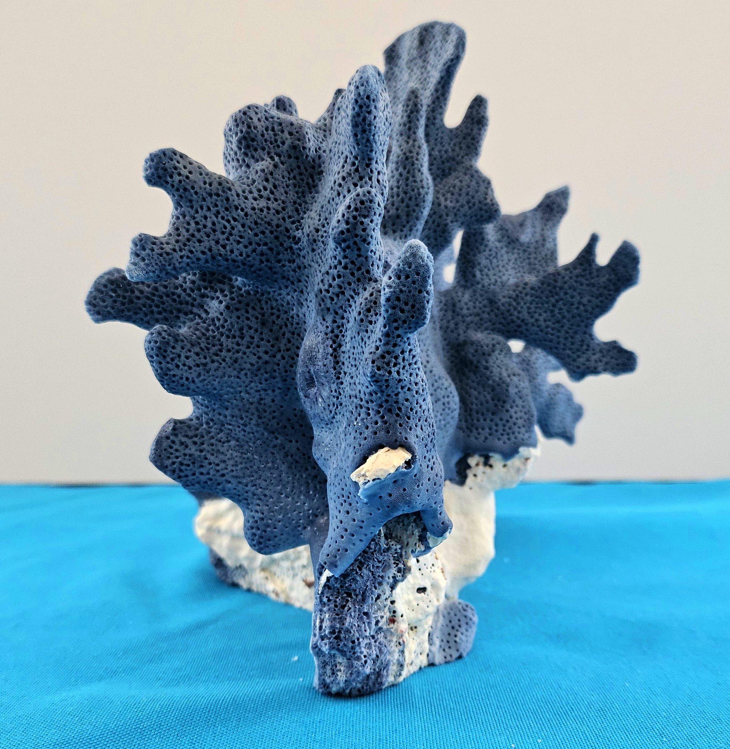 Spécimen naturel de corail bleu, véritable. Magnifique bleu profond avec corail naturel blanchâtre en vente 2