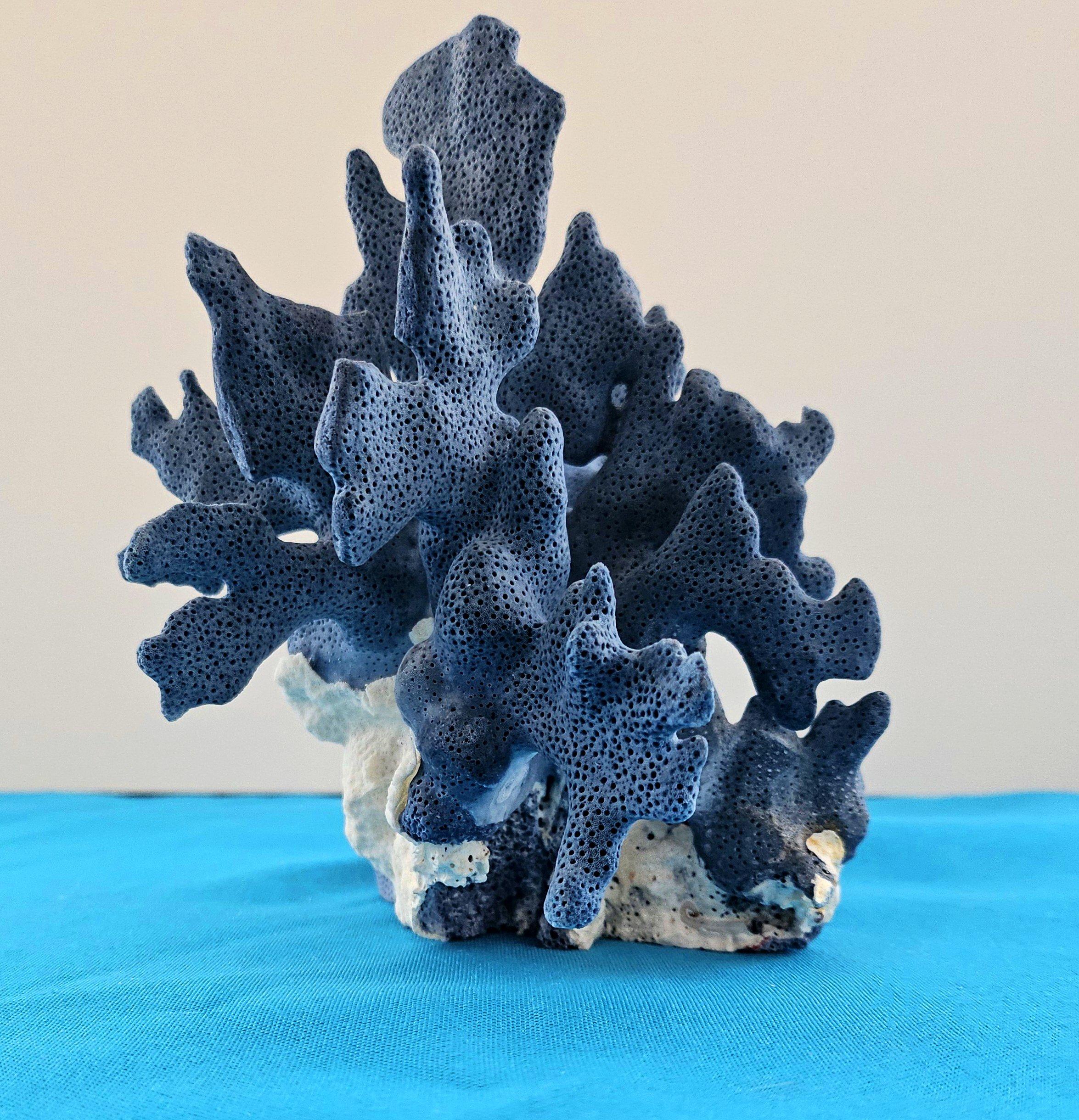 Spécimen naturel de corail bleu, véritable. Magnifique bleu profond avec corail naturel blanchâtre en vente 3