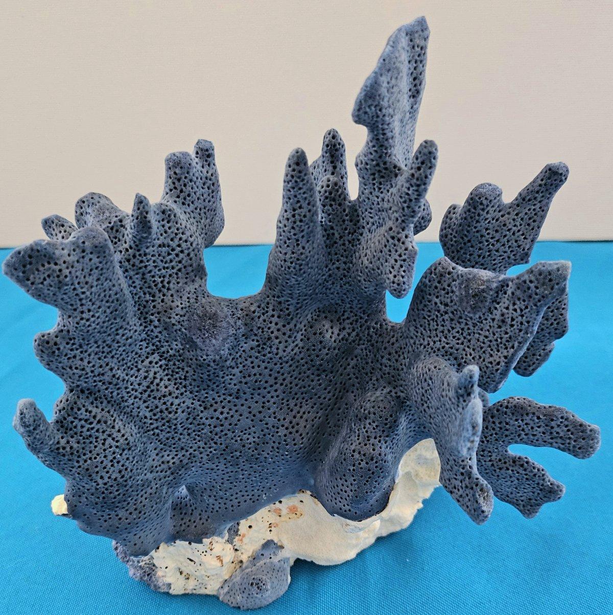 Spécimen naturel de corail bleu, véritable. Magnifique bleu profond avec corail naturel blanchâtre en vente 4