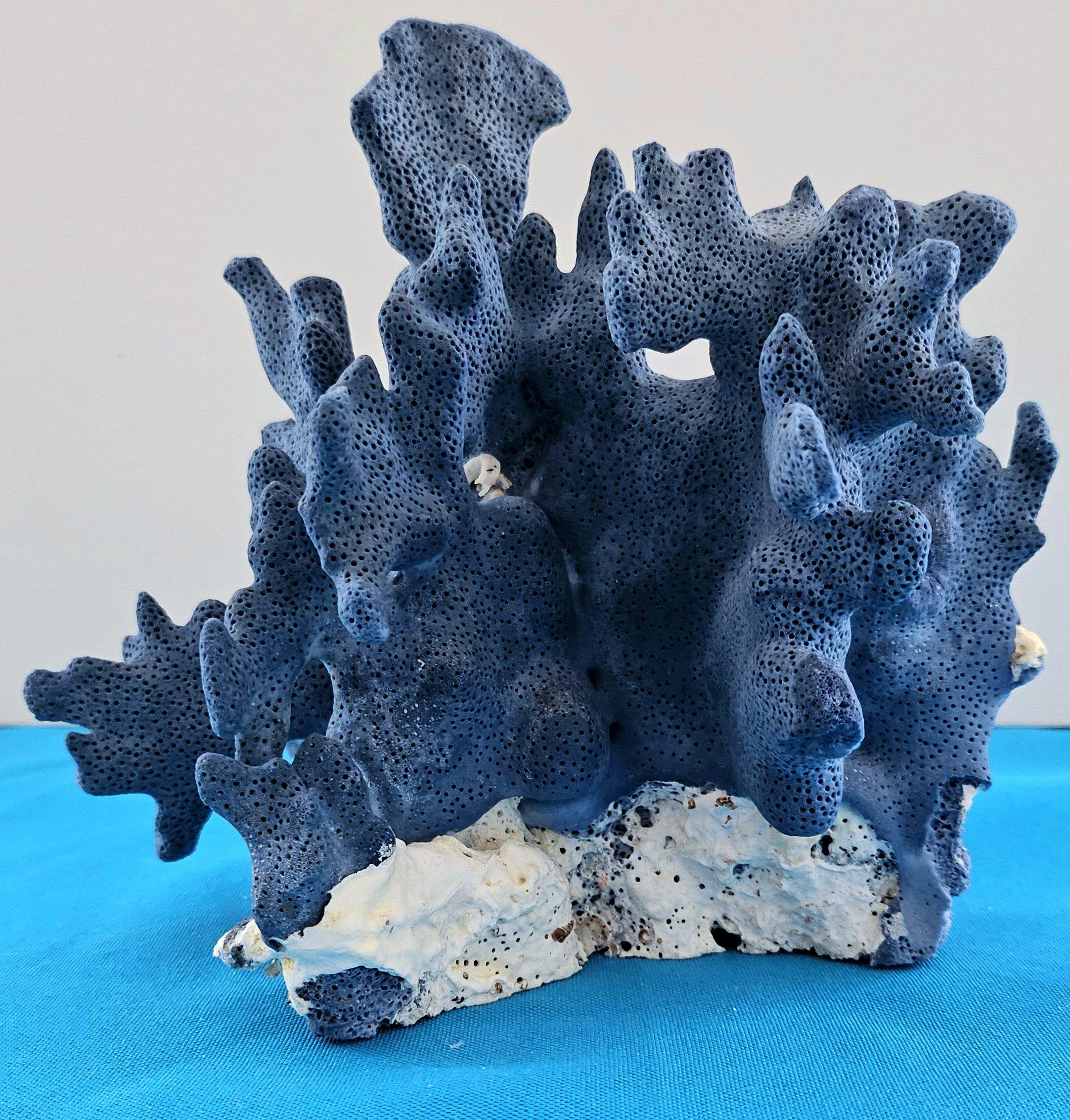 Spécimen naturel de corail bleu, véritable. Magnifique bleu profond avec corail naturel blanchâtre en vente 5