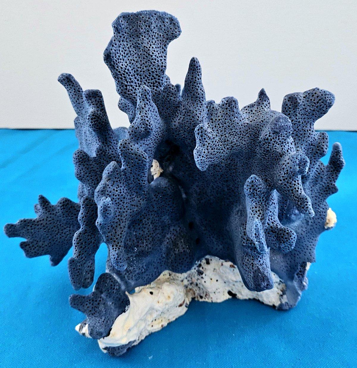 Spécimen naturel de corail bleu, véritable. Magnifique bleu profond avec corail naturel blanchâtre en vente 6