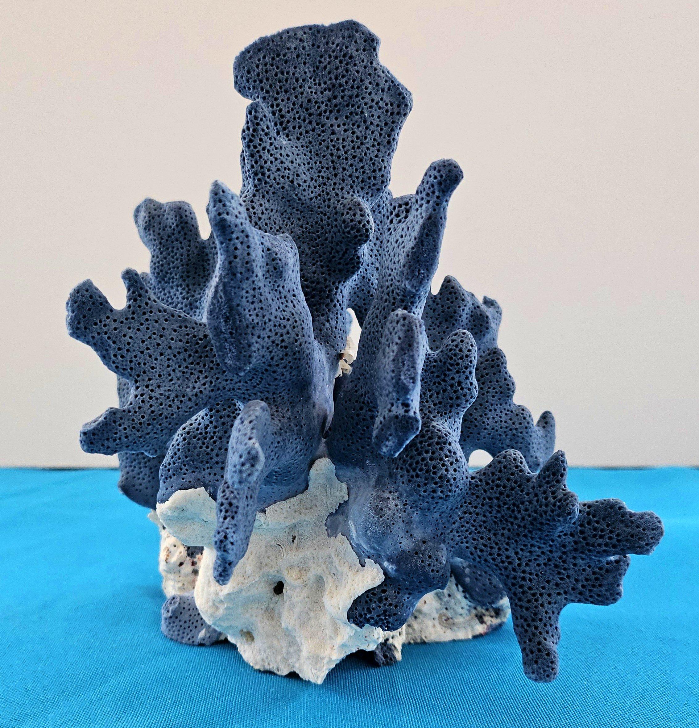Spécimen naturel de corail bleu, véritable. Magnifique bleu profond avec corail naturel blanchâtre en vente 7