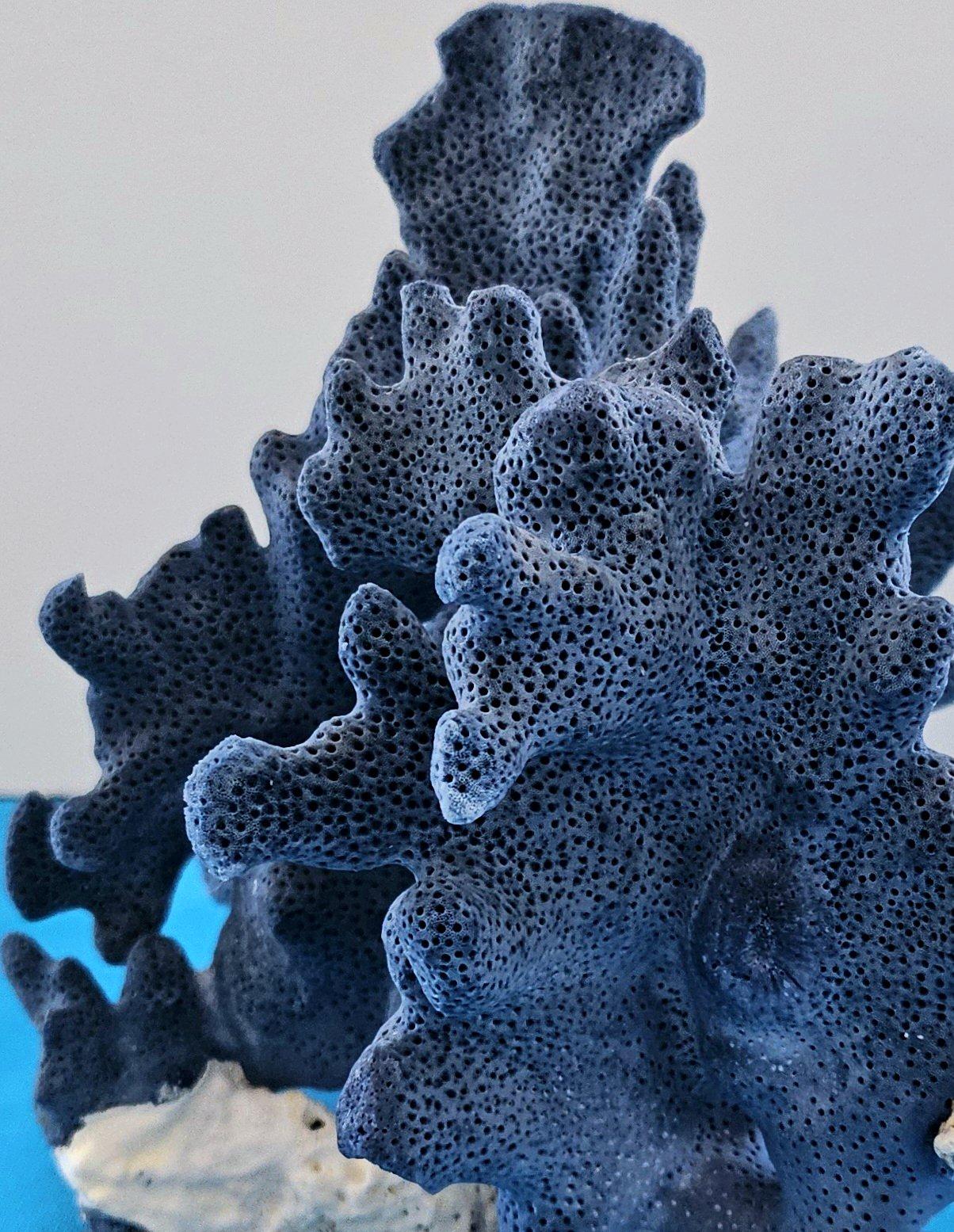 Spécimen naturel de corail bleu, véritable. Magnifique bleu profond avec une base de corail naturel blanchâtre.
Il s'agit d'une pièce de corail absolument magnifique, qui apparaît sous de multiples angles. 
Comme pour tout corail, il faut s'attendre