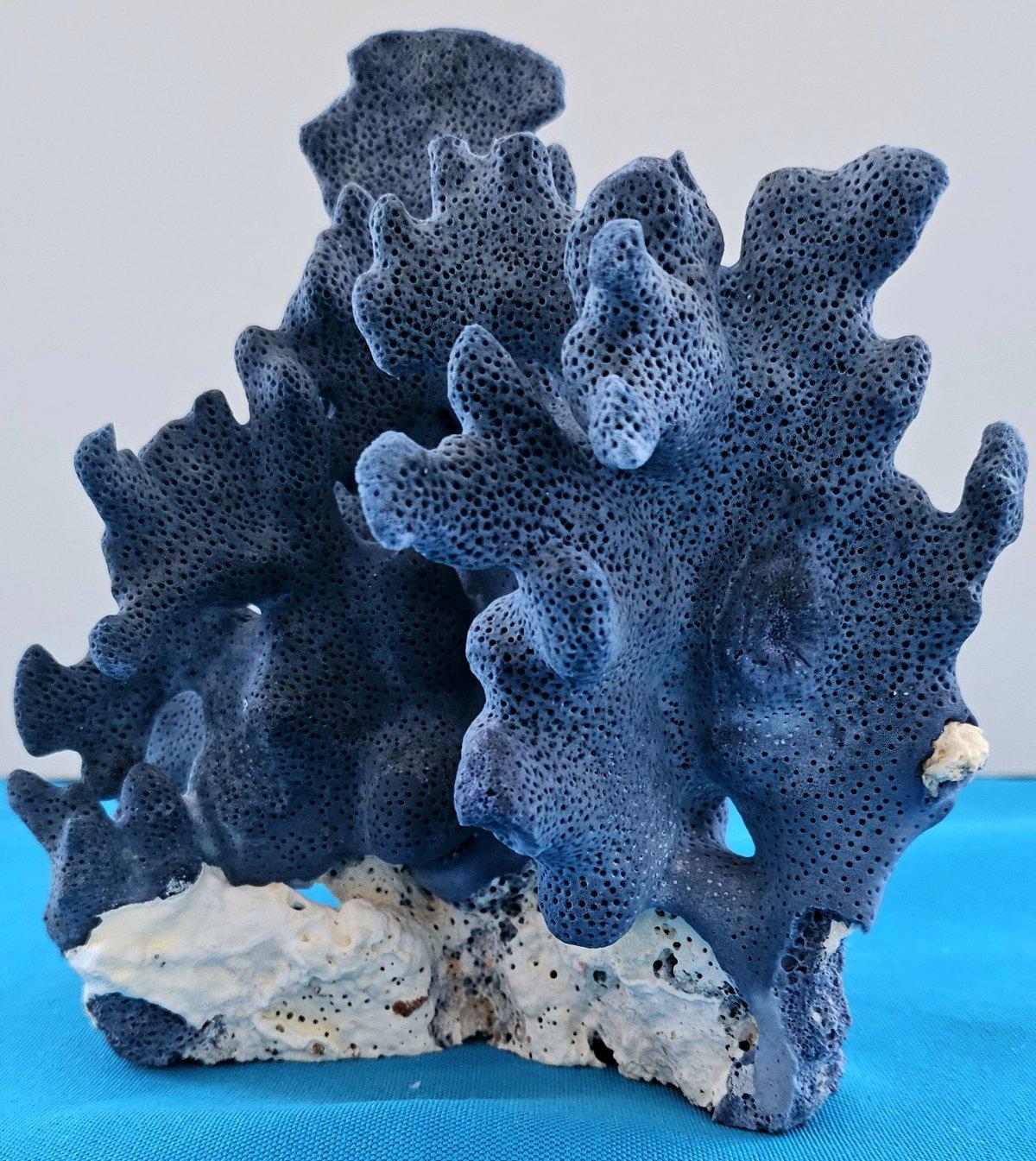 Organique Spécimen naturel de corail bleu, véritable. Magnifique bleu profond avec corail naturel blanchâtre en vente