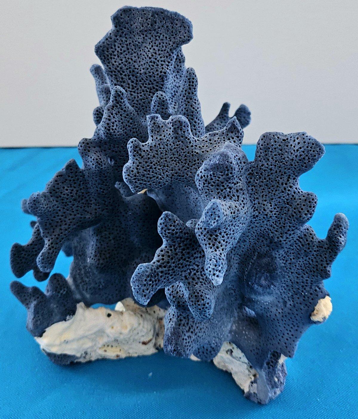 Inconnu Spécimen naturel de corail bleu, véritable. Magnifique bleu profond avec corail naturel blanchâtre en vente