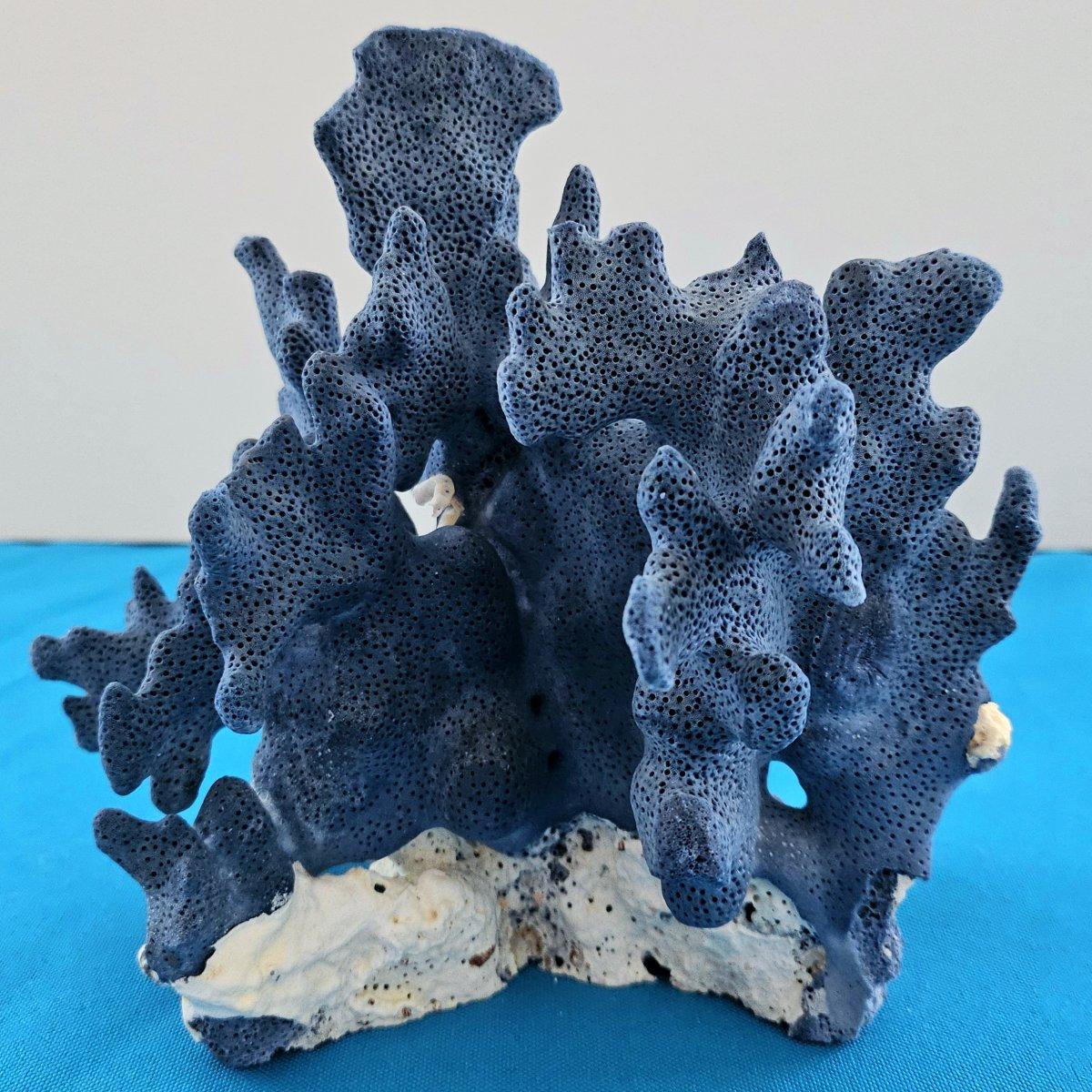 Autre Spécimen naturel de corail bleu, véritable. Magnifique bleu profond avec corail naturel blanchâtre en vente