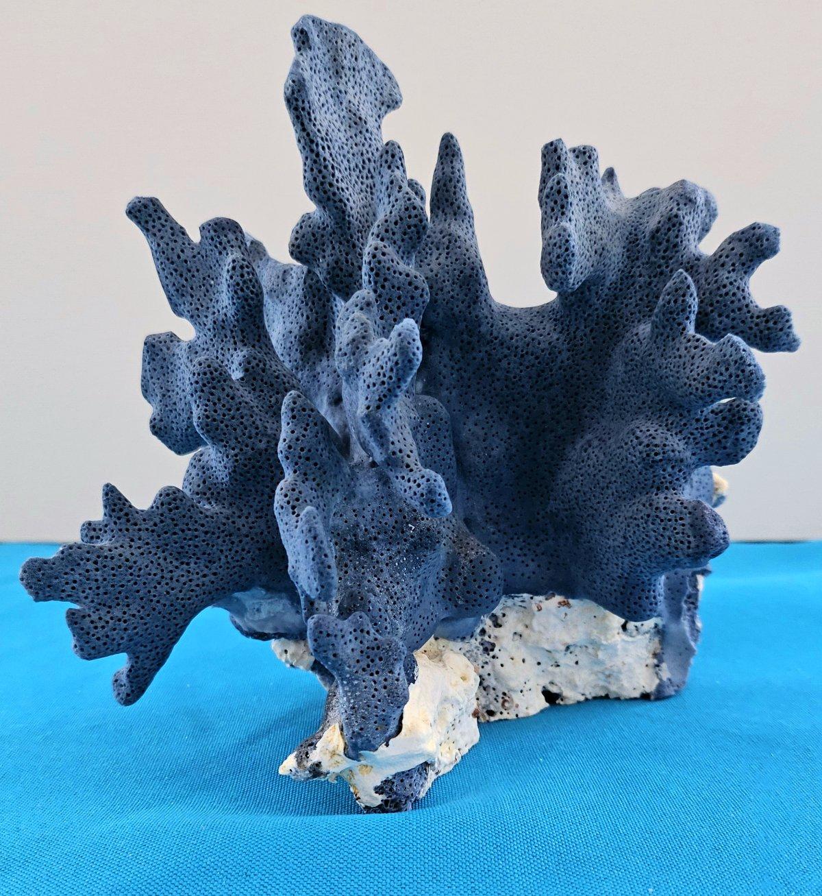 Corail Spécimen naturel de corail bleu, véritable. Magnifique bleu profond avec corail naturel blanchâtre en vente