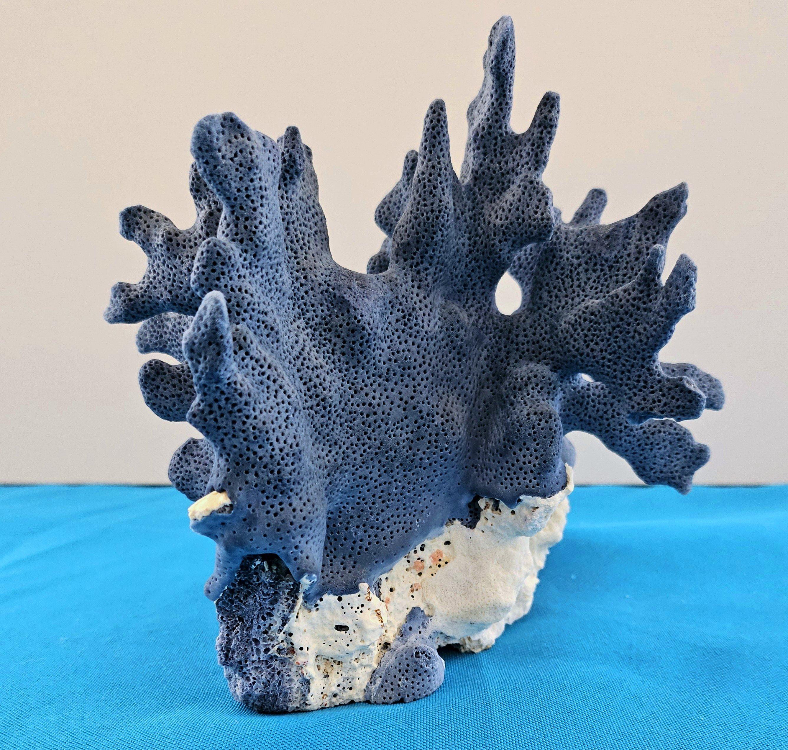 Spécimen naturel de corail bleu, véritable. Magnifique bleu profond avec corail naturel blanchâtre en vente 1