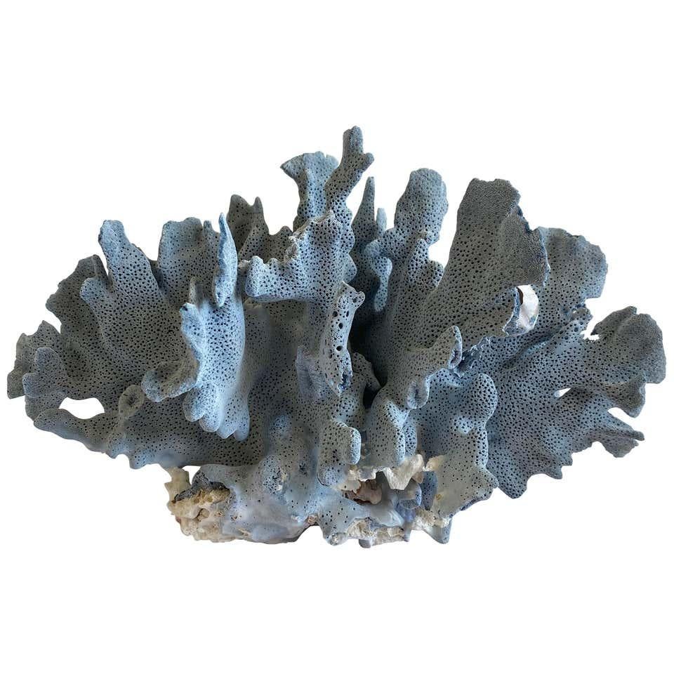 Natural Blue Lace Coral In Good Condition In Brea, CA