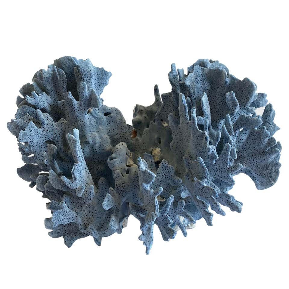 Contemporary Natural Blue Lace Coral