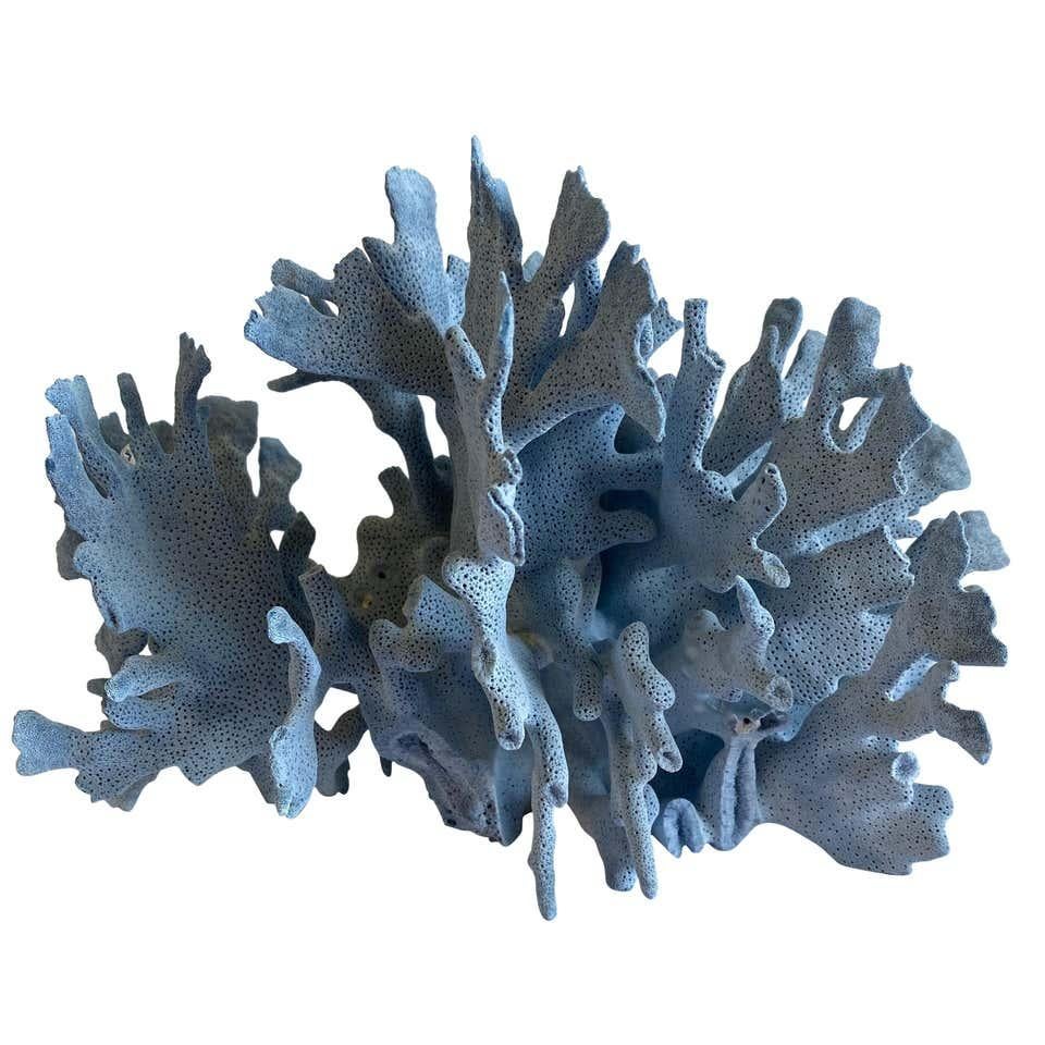 Natural Blue Lace Coral 1