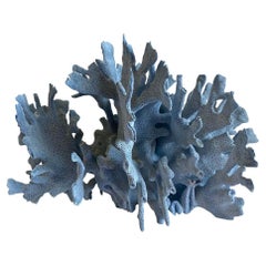 Natural Blue Lace Coral