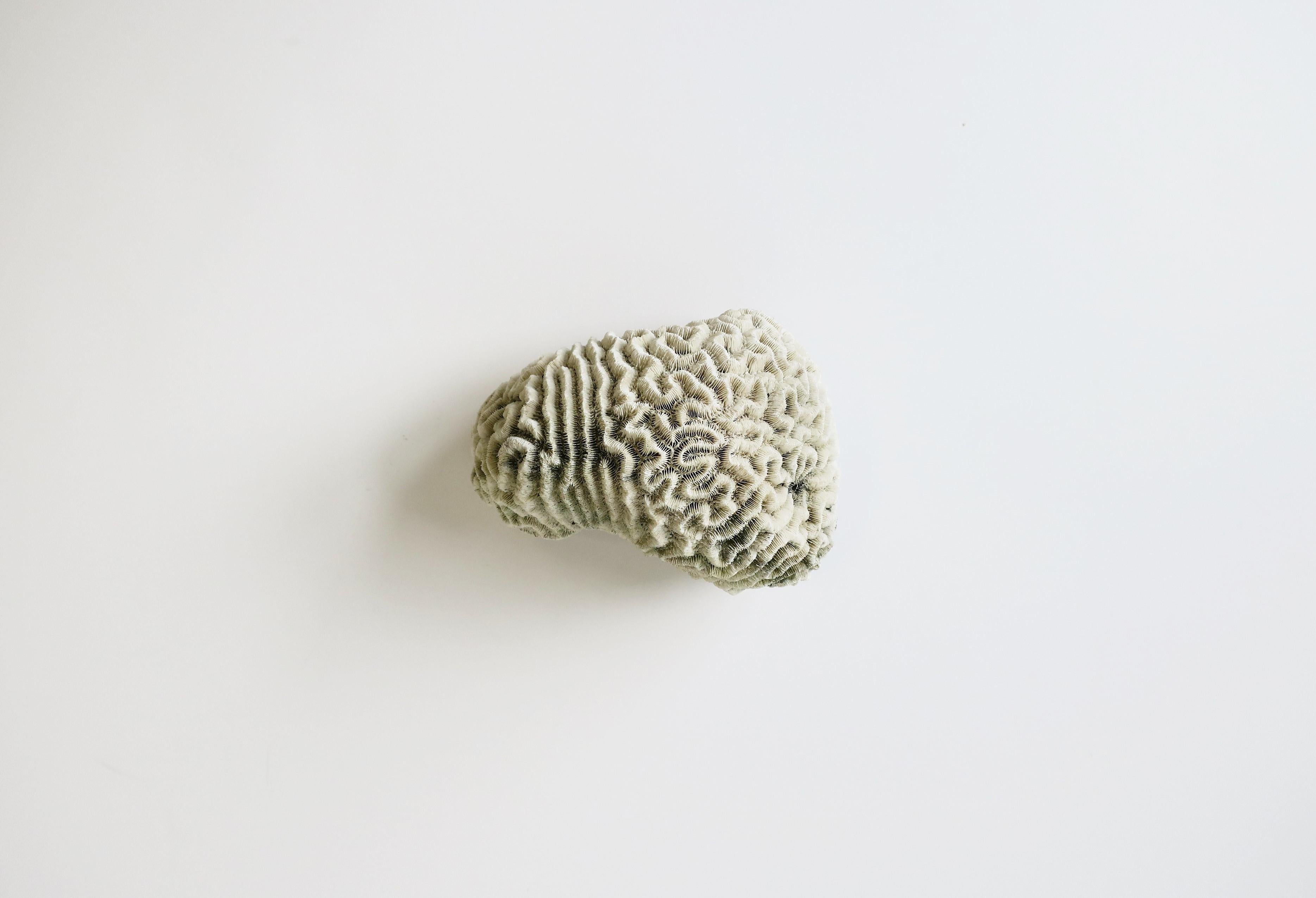 A fragment of natural brain coral. Beautiful as a standalone decorative object, use with other seashells, as a luxury item display piece, etc. Dimensions: 4
