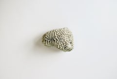 Natural Brain Coral