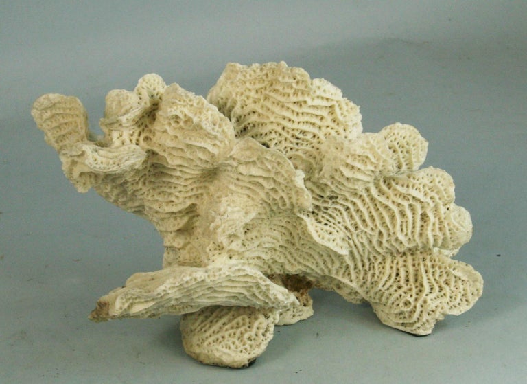 Natural Brain Coral Sculpture For Sale at 1stDibs