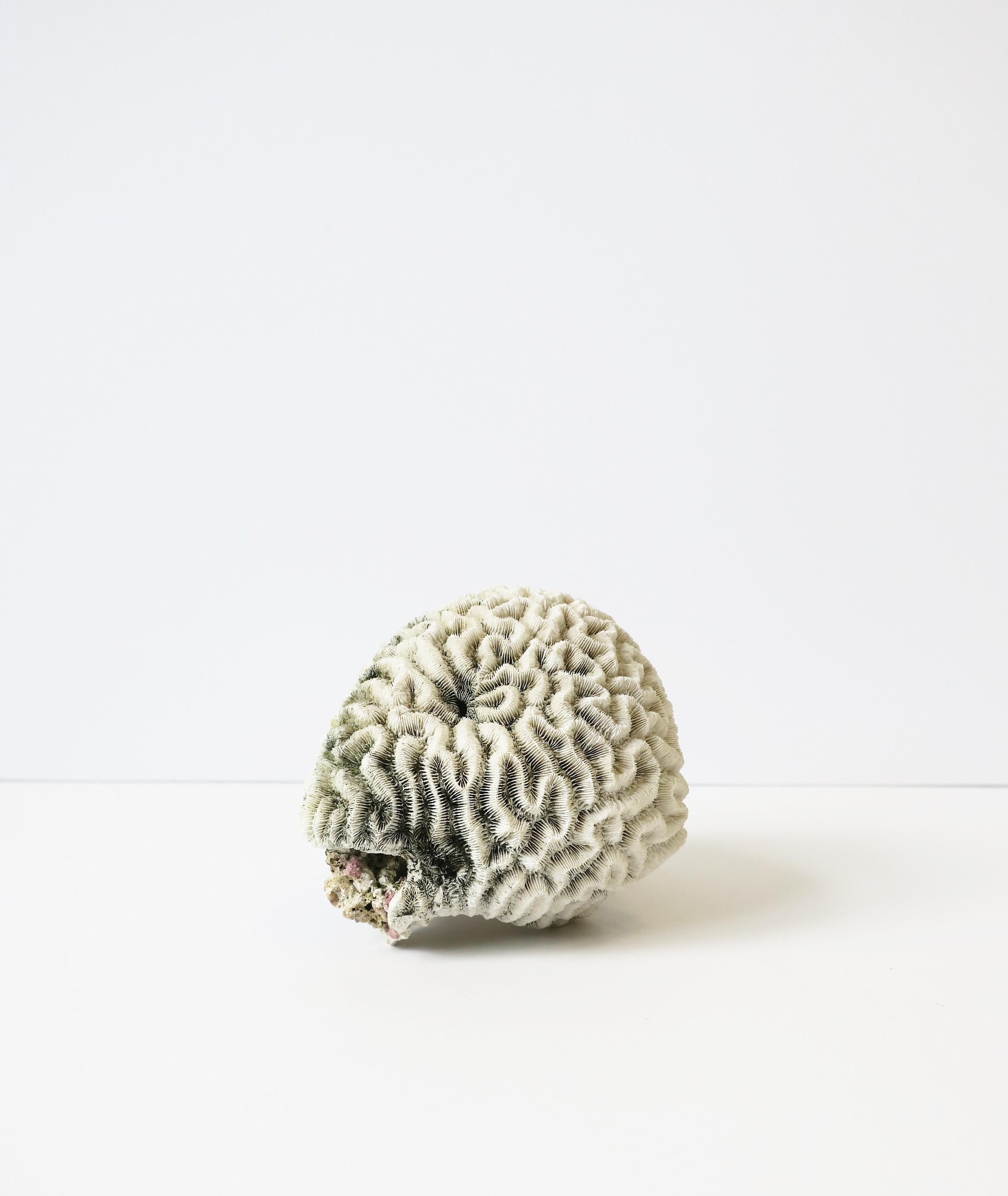 Natural Brain Coral 1