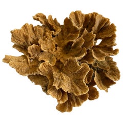 Natural Brown Coral
