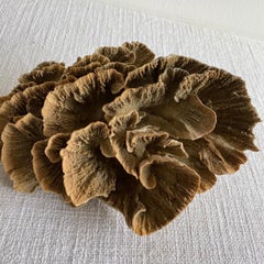 Natural Brown Lace Cup Coral
