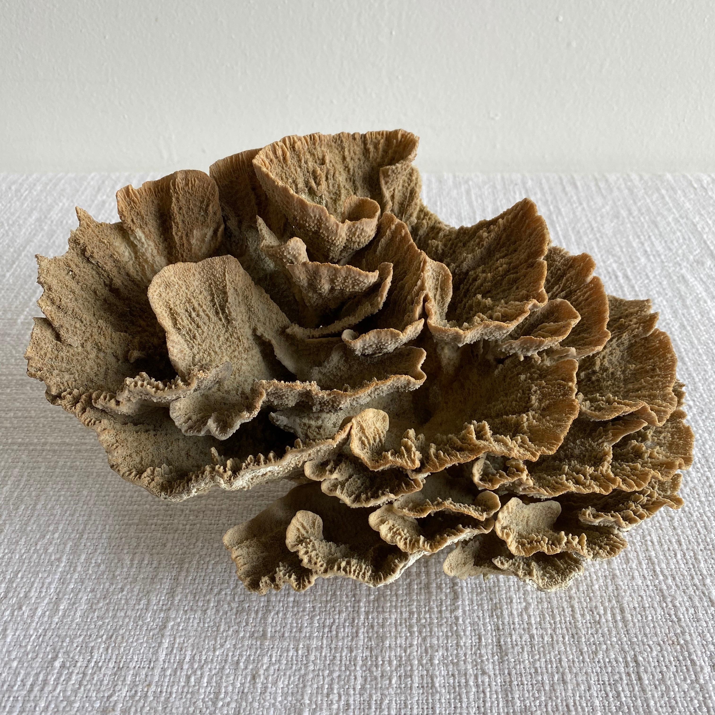 Natural Brown Lace Cup Coral In Good Condition In Brea, CA