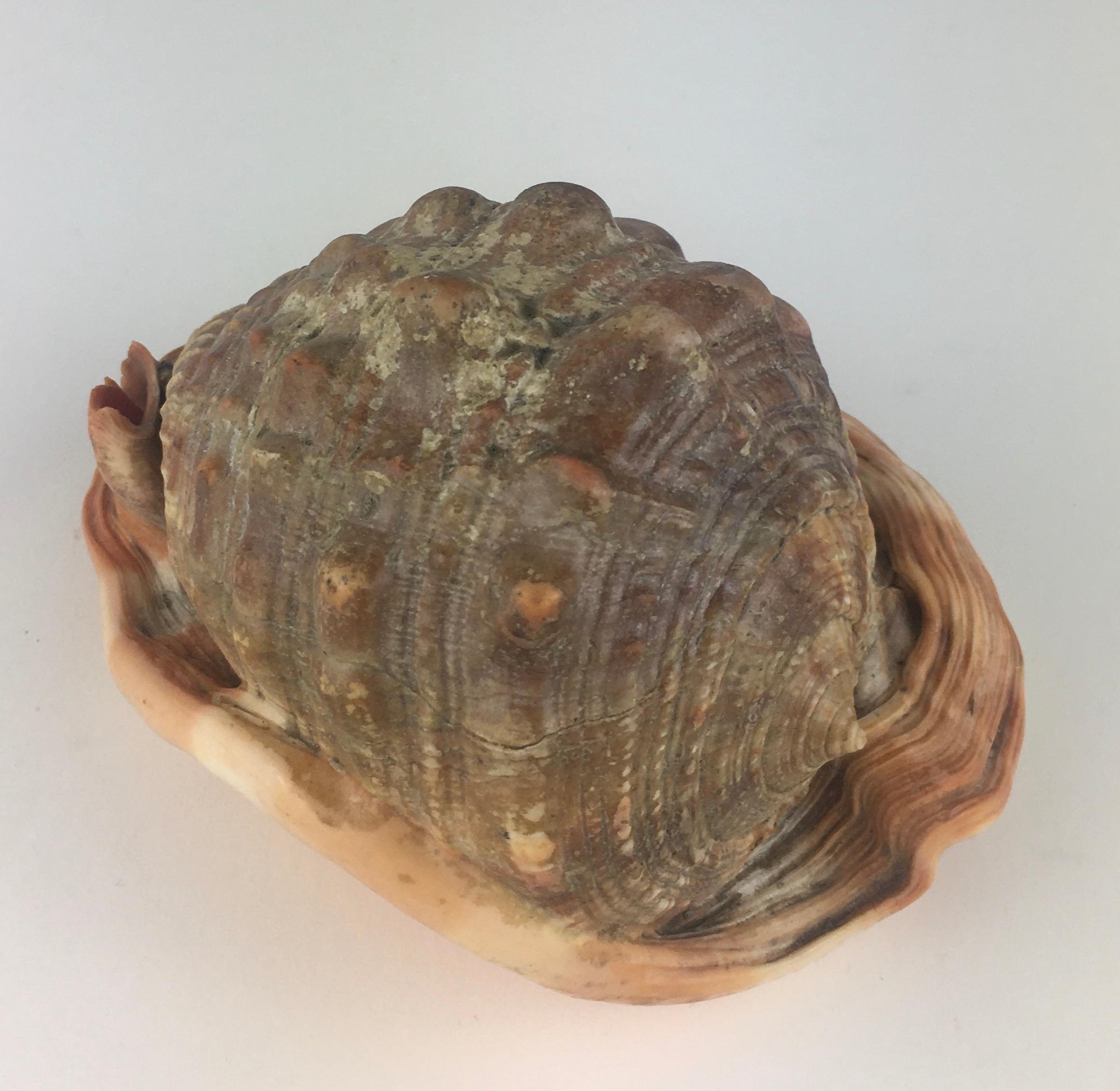 Beautifully thick bullmouth helmet seashell lying 