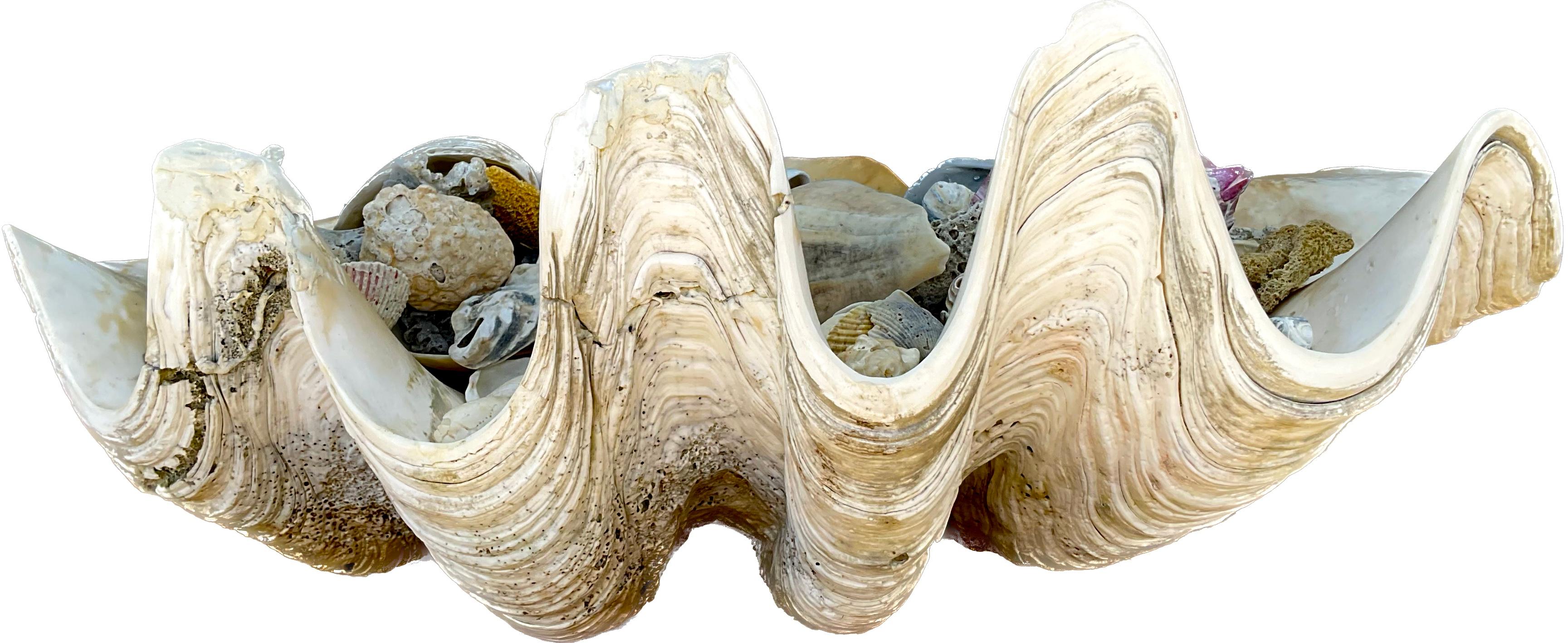 Authentic large clam shell specimen with its iconic sculptural form and sea inspired colors and textures. Filled with a myriad of multicolored seashells.  Measure: 23