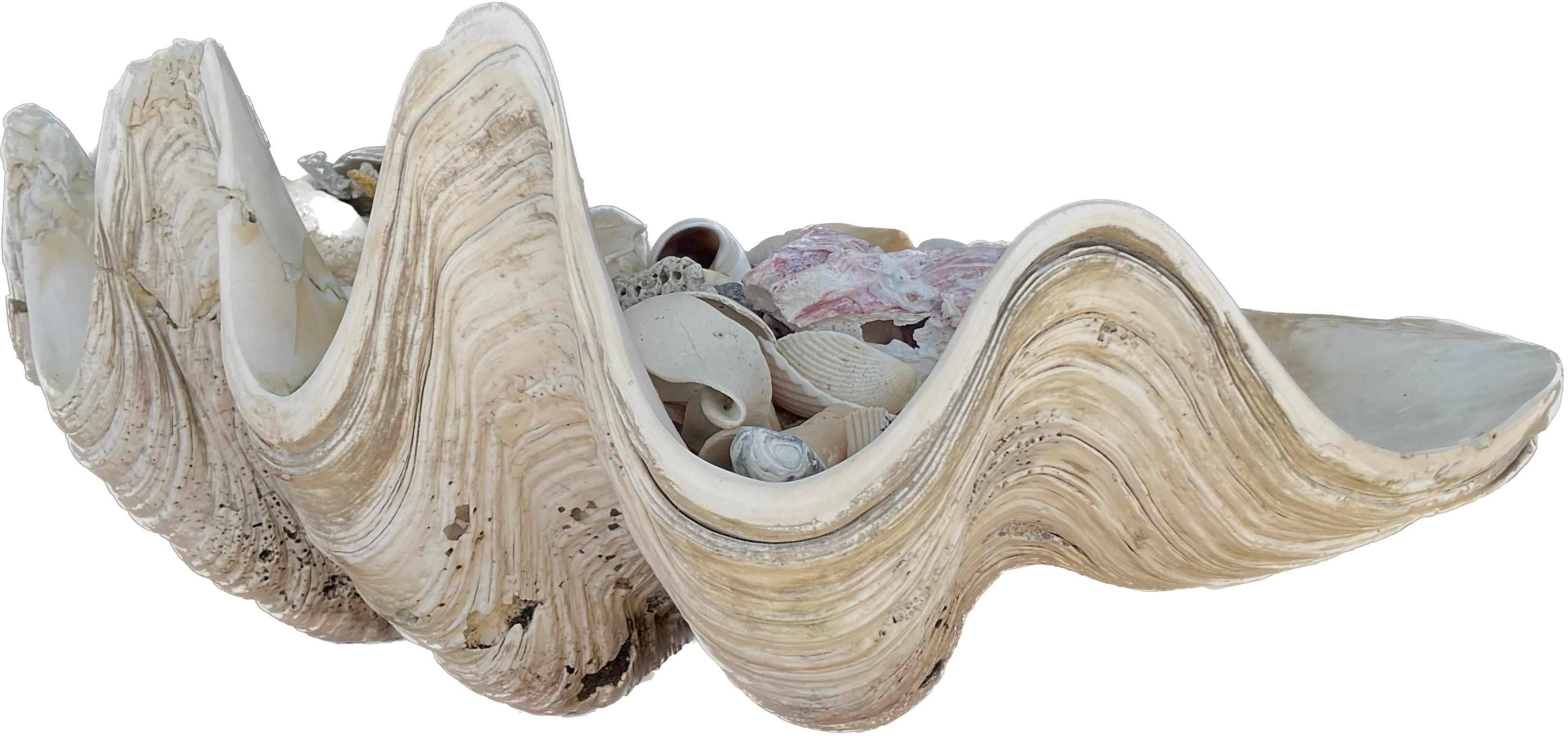 Organic Modern Natural Clam Shell Filled With Small Seashells For Sale