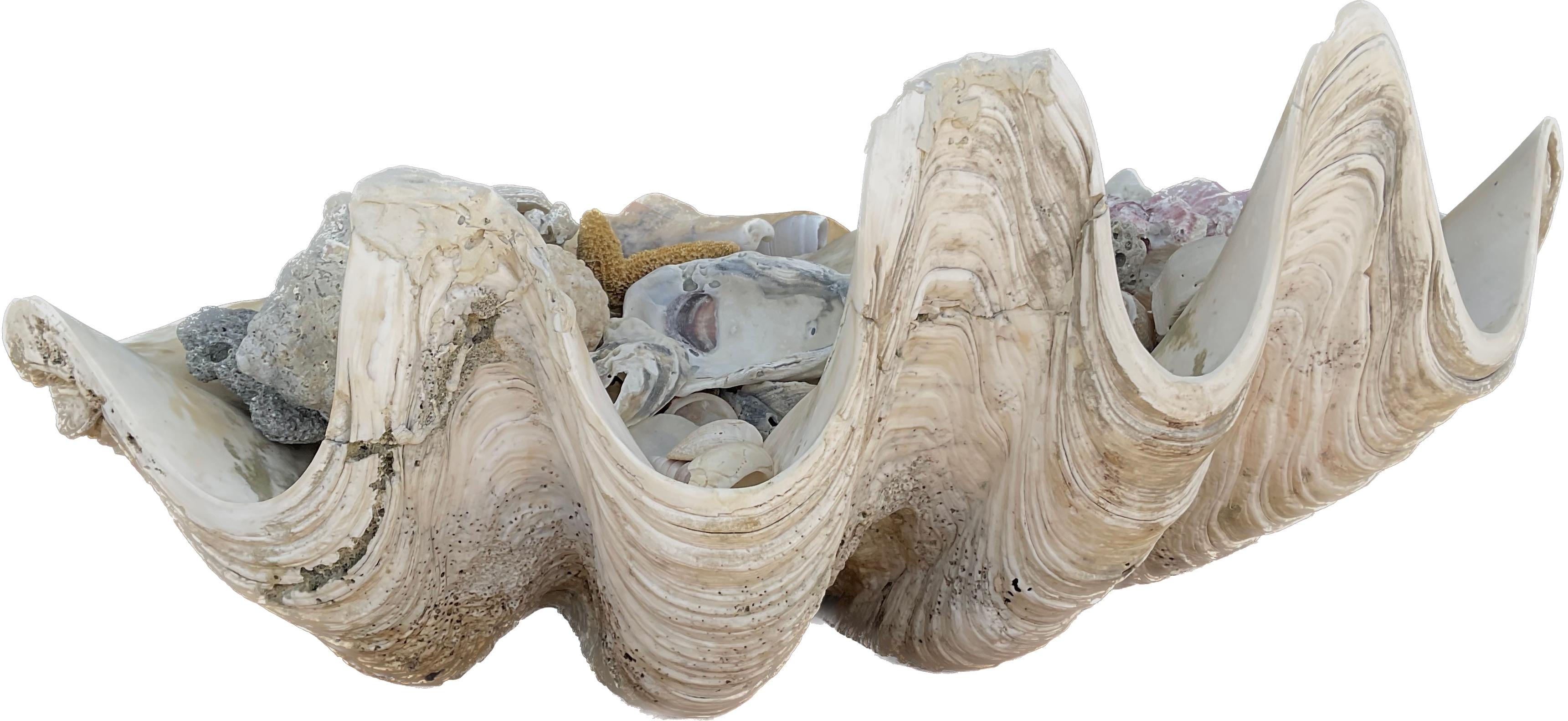 Southeast Asian Natural Clam Shell Filled With Small Seashells For Sale