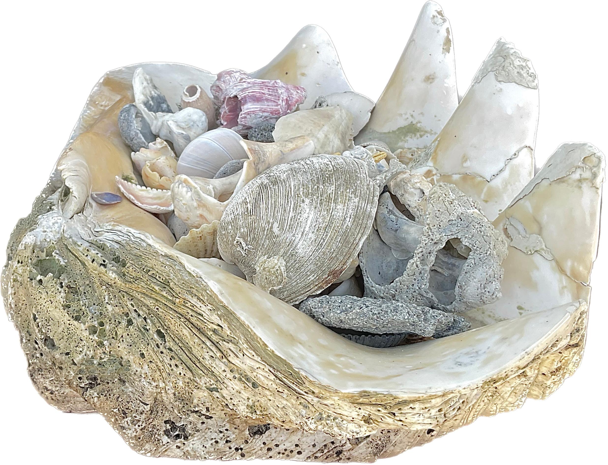 Natural Clam Shell Filled With Small Seashells In Good Condition For Sale In Bradenton, FL