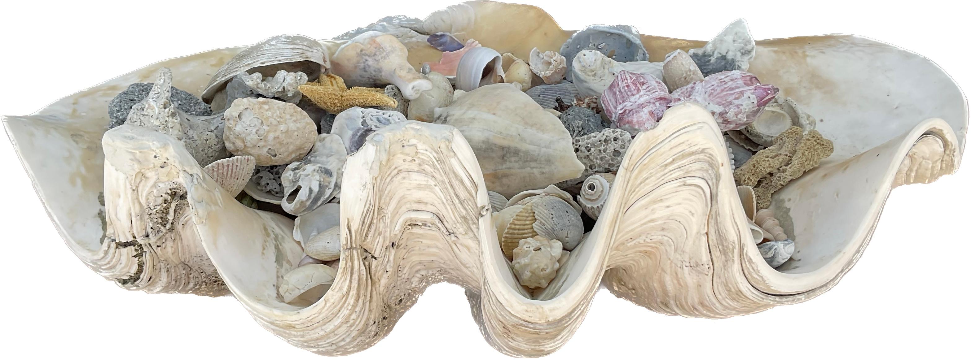20th Century Natural Clam Shell Filled With Small Seashells For Sale