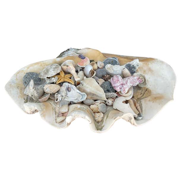 Small Calm Shell Natural Clam Shell Filled With Small Seashells For Sale at 1stDibs ...