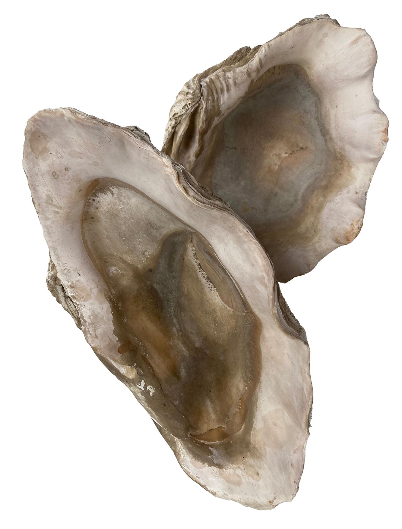 Coquilles de palourdes naturelles ; set de deux en vente 4