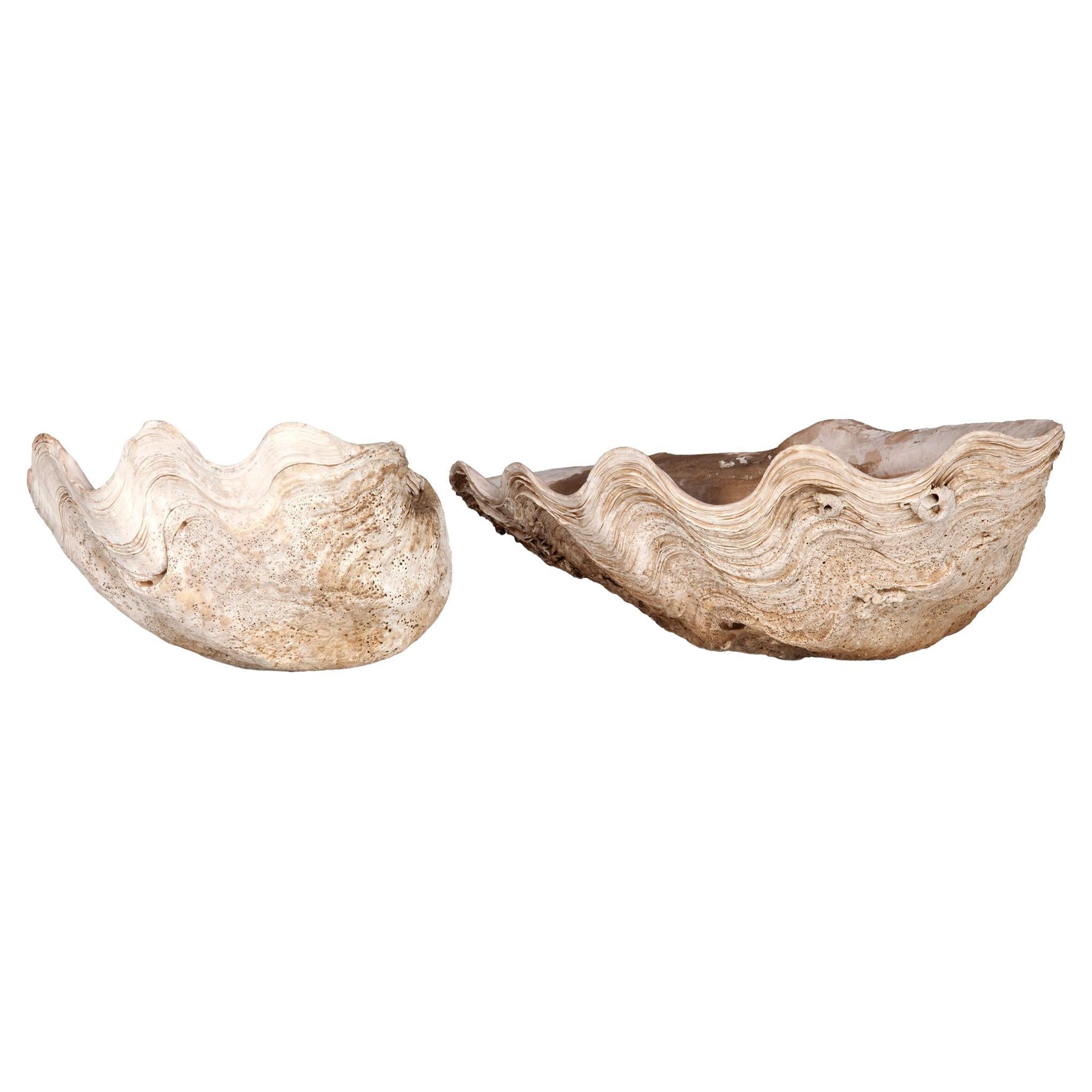 Indonésien Coquilles de palourdes naturelles ; set de deux en vente