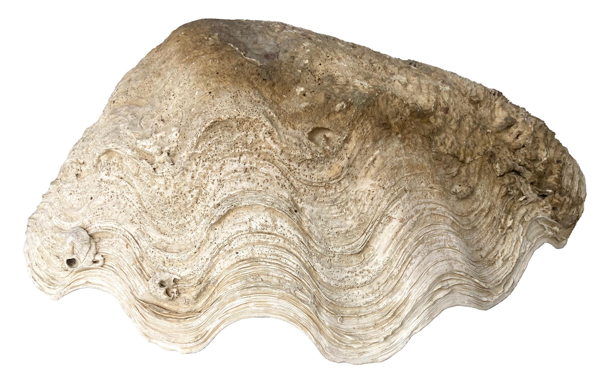 Coquilles de palourdes naturelles ; set de deux Bon état - En vente à Malibu, CA