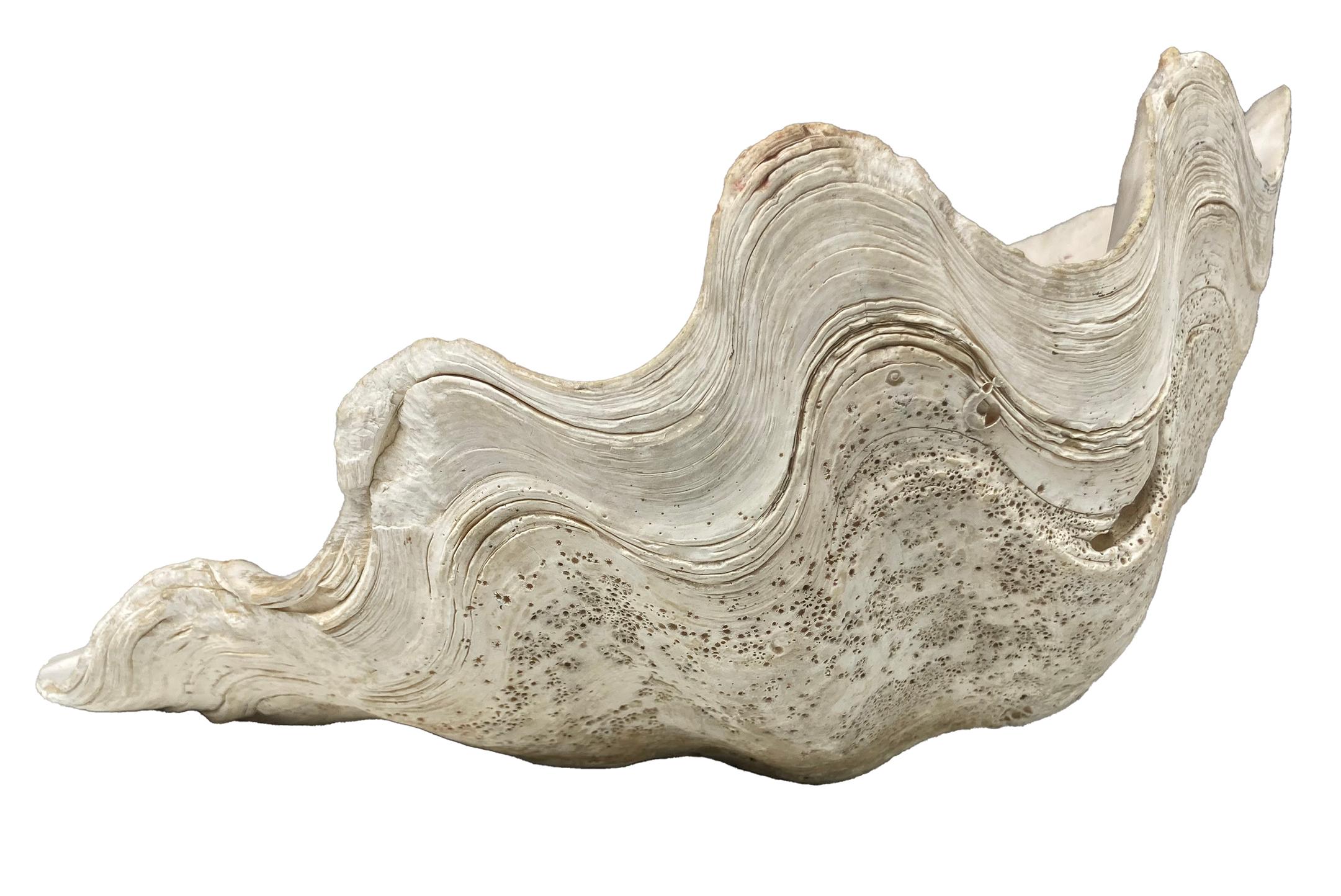 XIXe siècle Coquilles de palourdes naturelles ; set de deux en vente