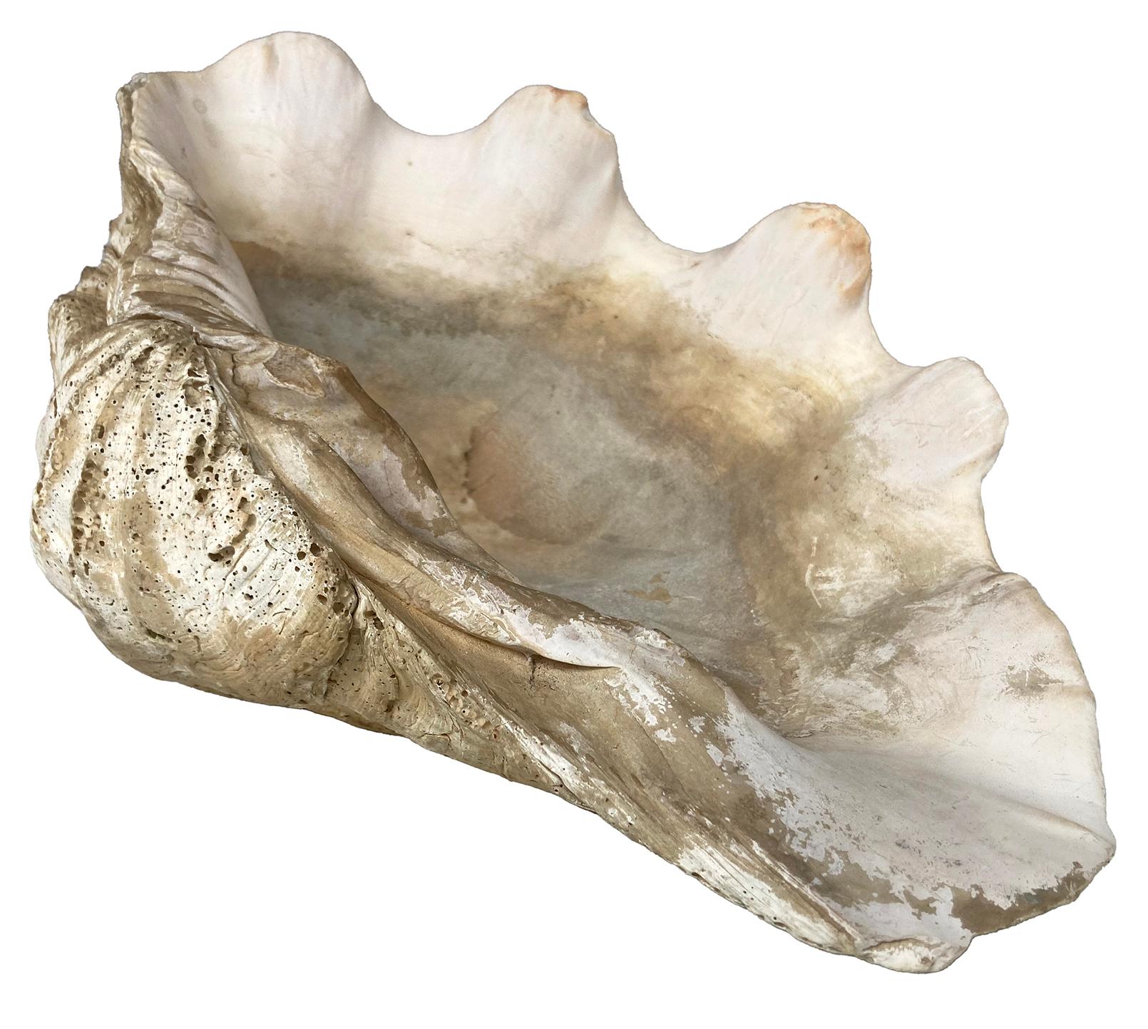 Coquillage Coquilles de palourdes naturelles ; set de deux en vente