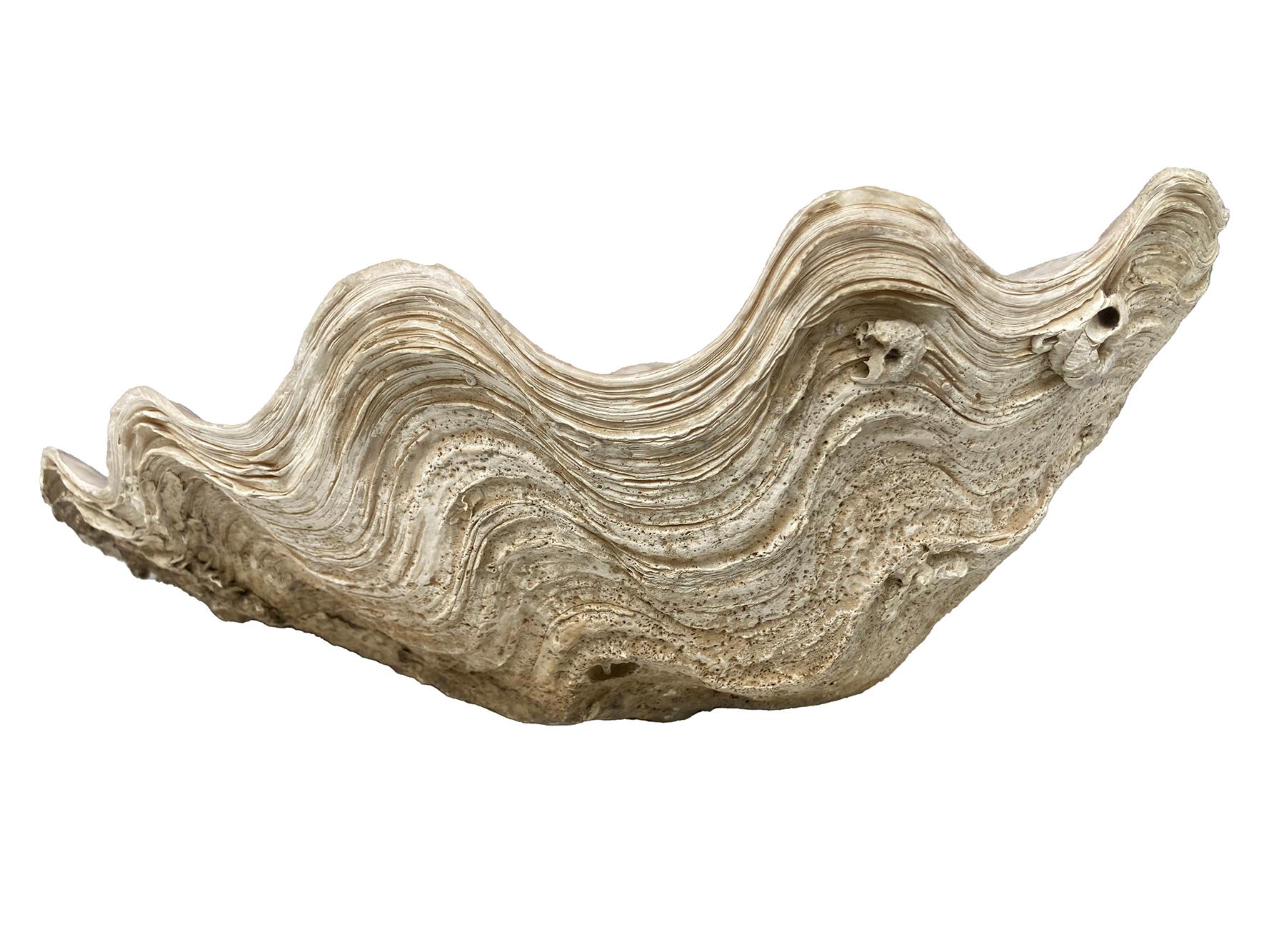 Coquilles de palourdes naturelles ; set de deux en vente 1