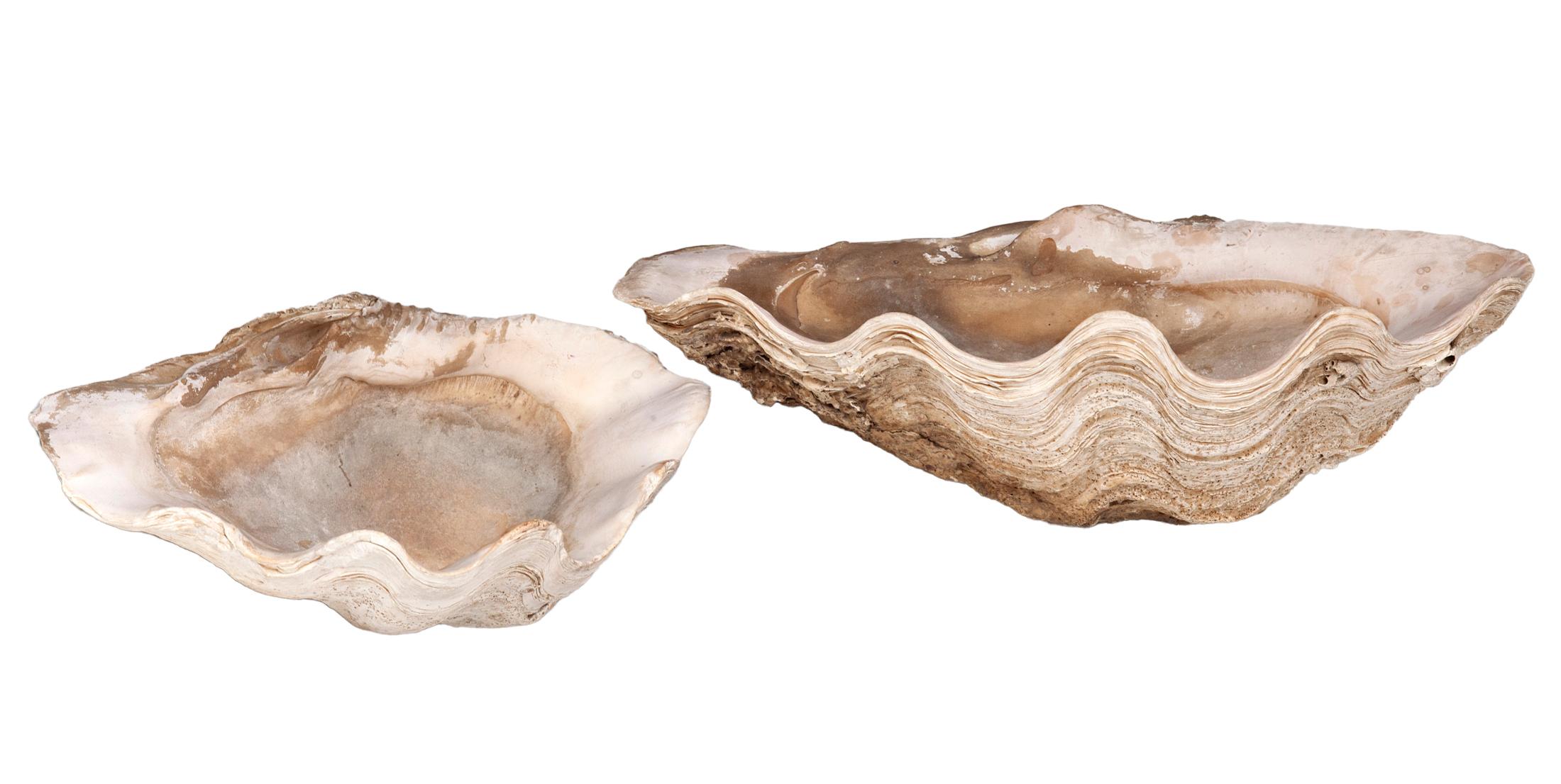 Coquilles de palourdes naturelles ; set de deux en vente 2
