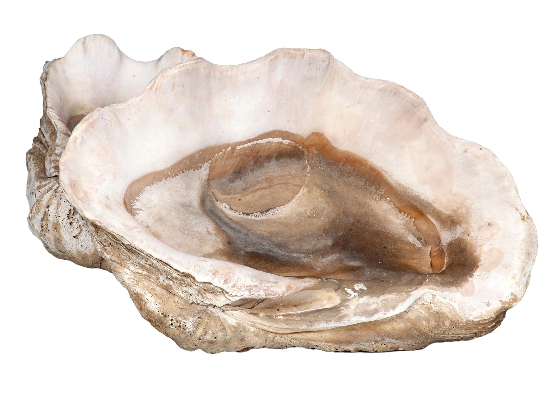 Coquilles de palourdes naturelles ; set de deux en vente 3