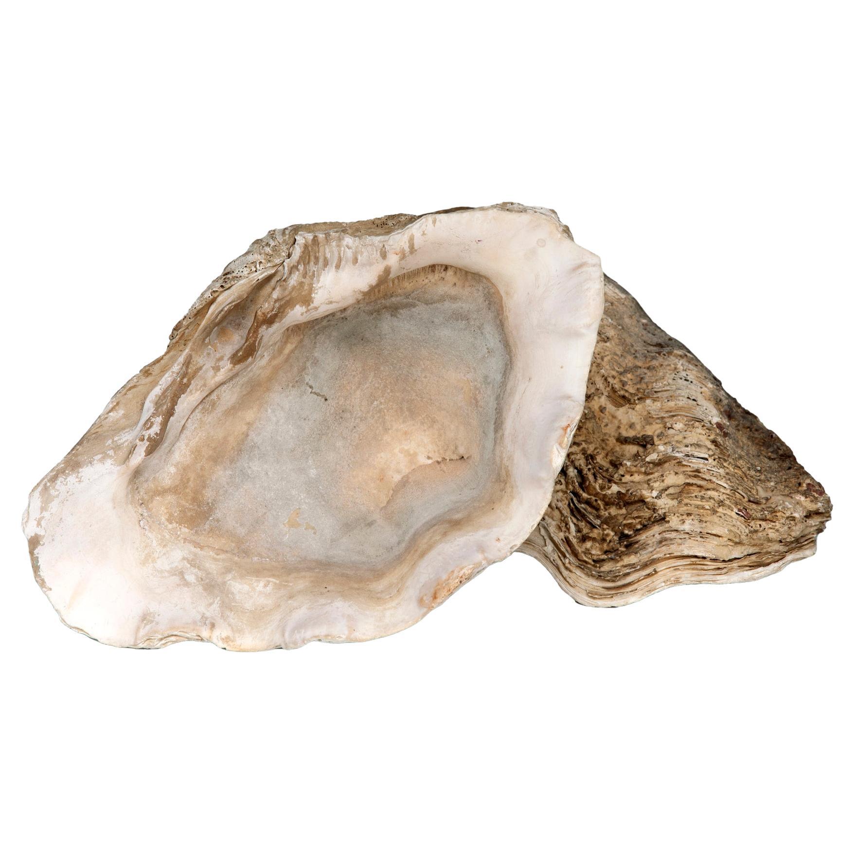 Conchas de almeja naturales; lote de dos