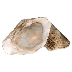 Natural Clam Shells; set of two