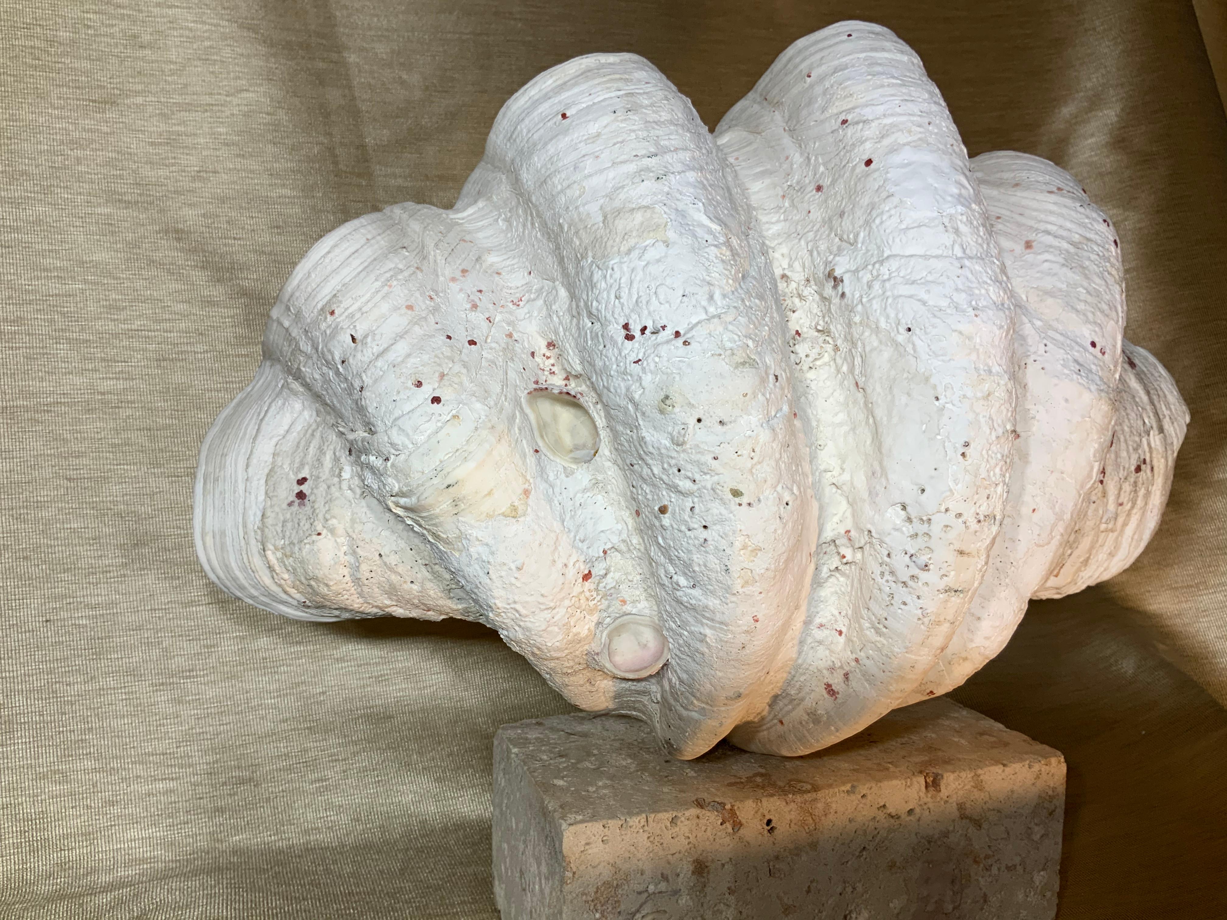 Natural Clamshell Mounted on a Natural Coral Base 4