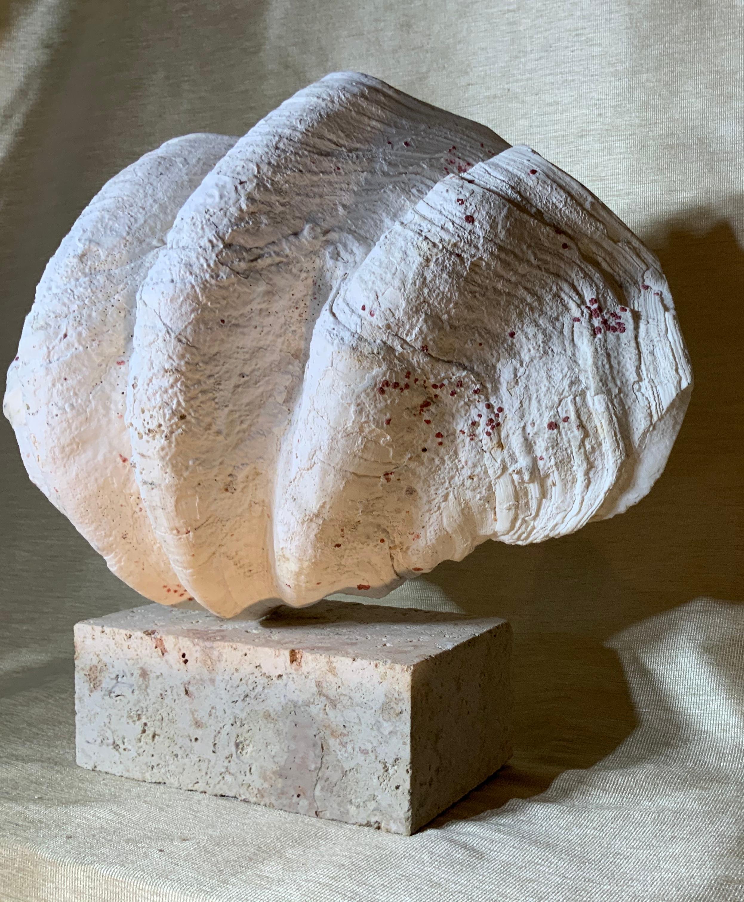 Natural Clamshell Mounted on a Natural Coral Base 5