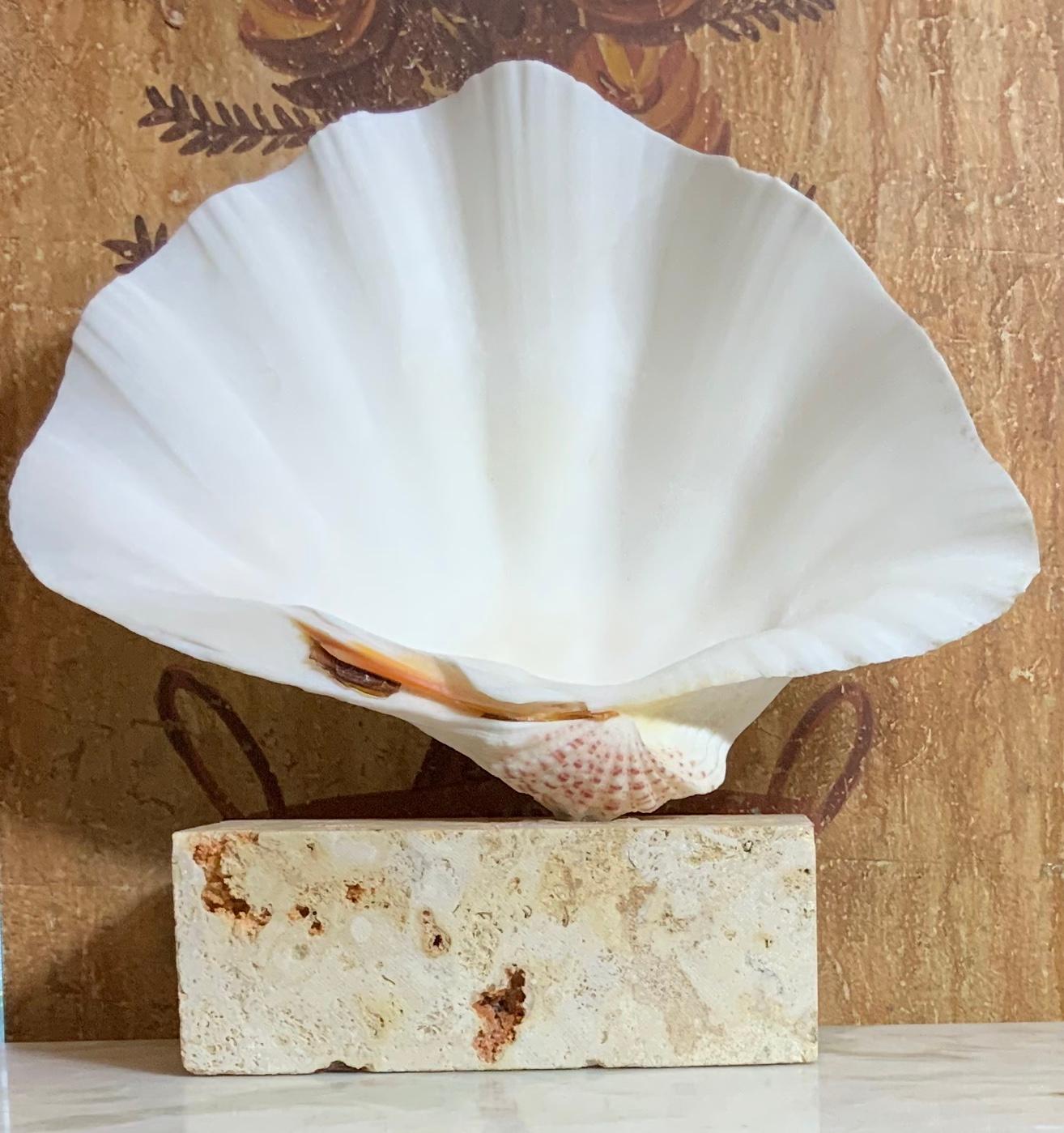 Natural Clamshell Mounted on a Natural Coral Base 5