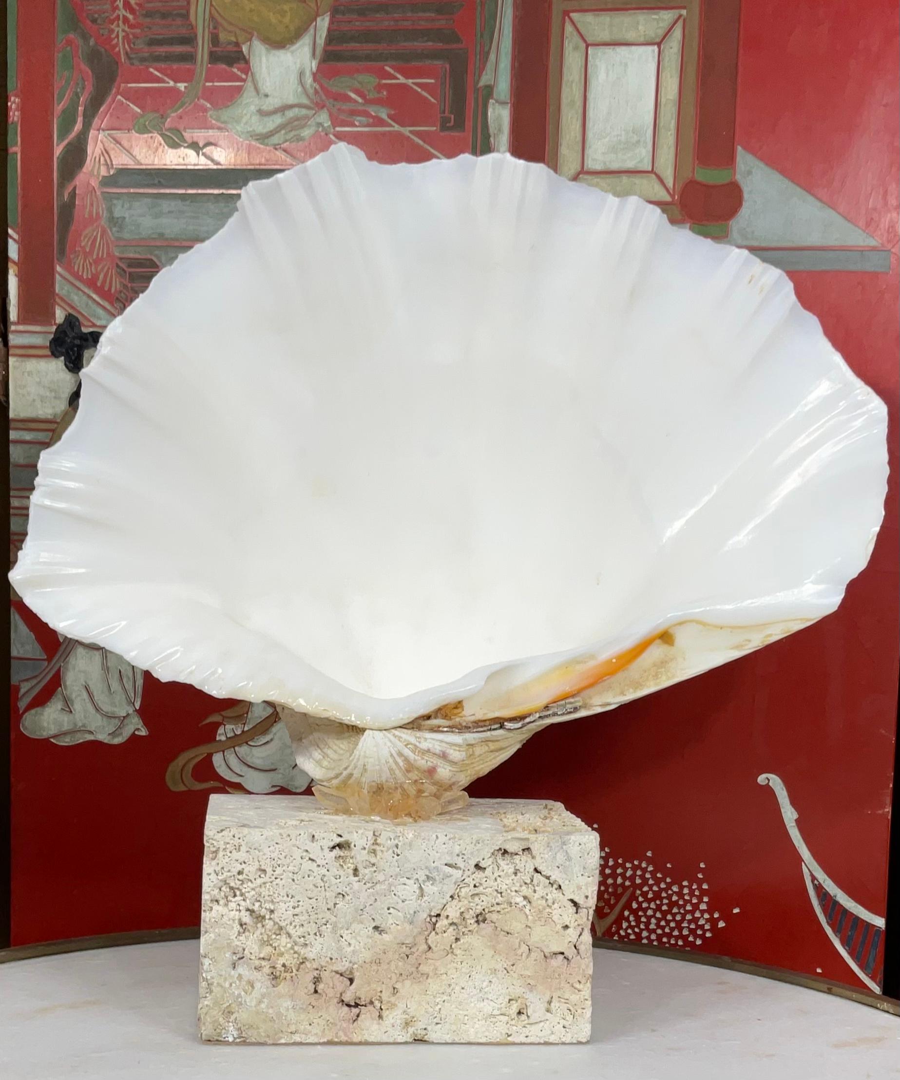 Almeja natural montada sobre una base de coral natural en venta 4