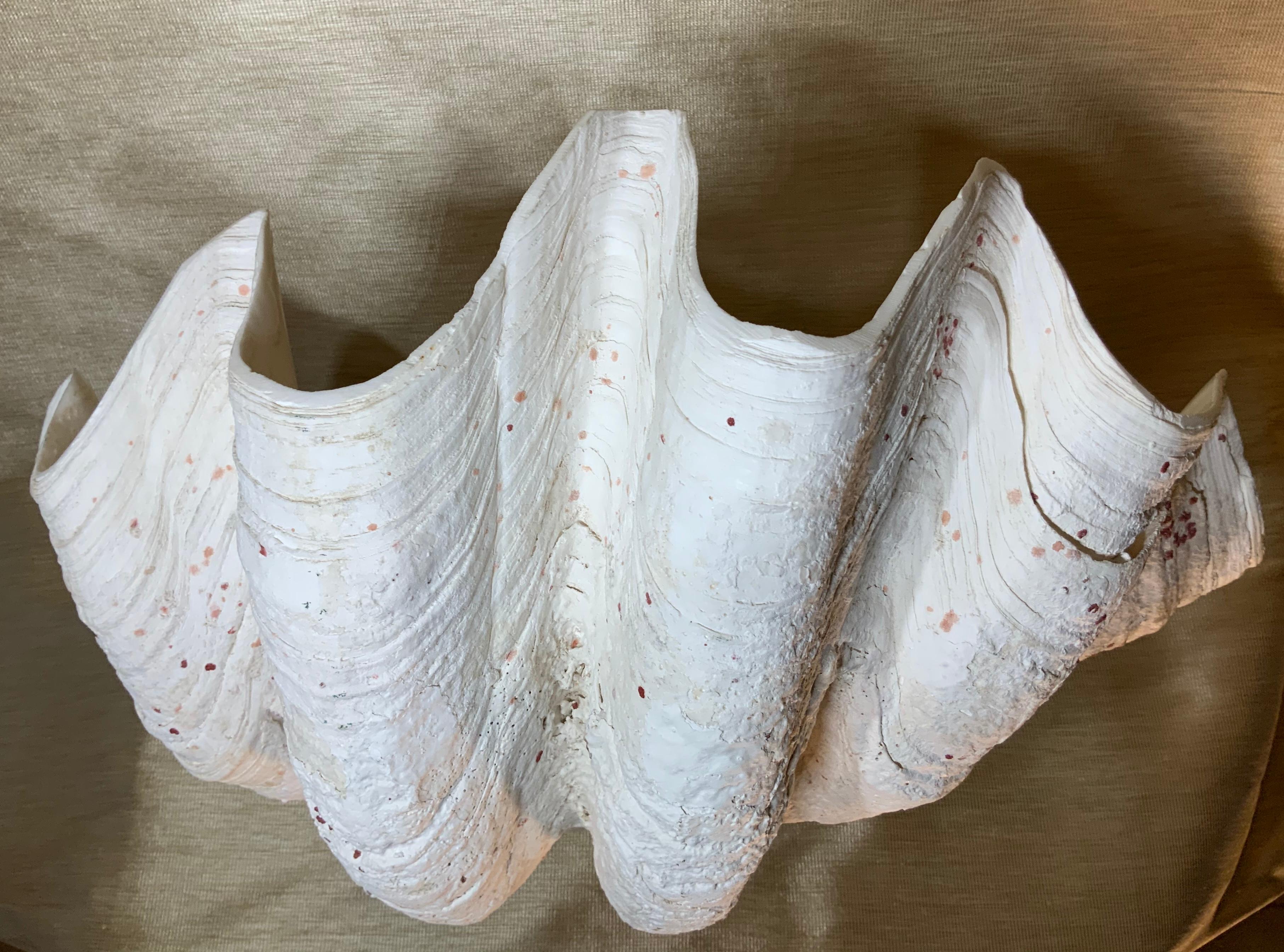 Natural Clamshell Mounted on a Natural Coral Base 6